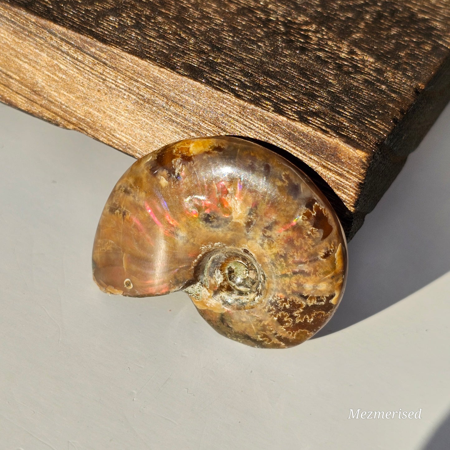 Opalised Ammonite Fossils