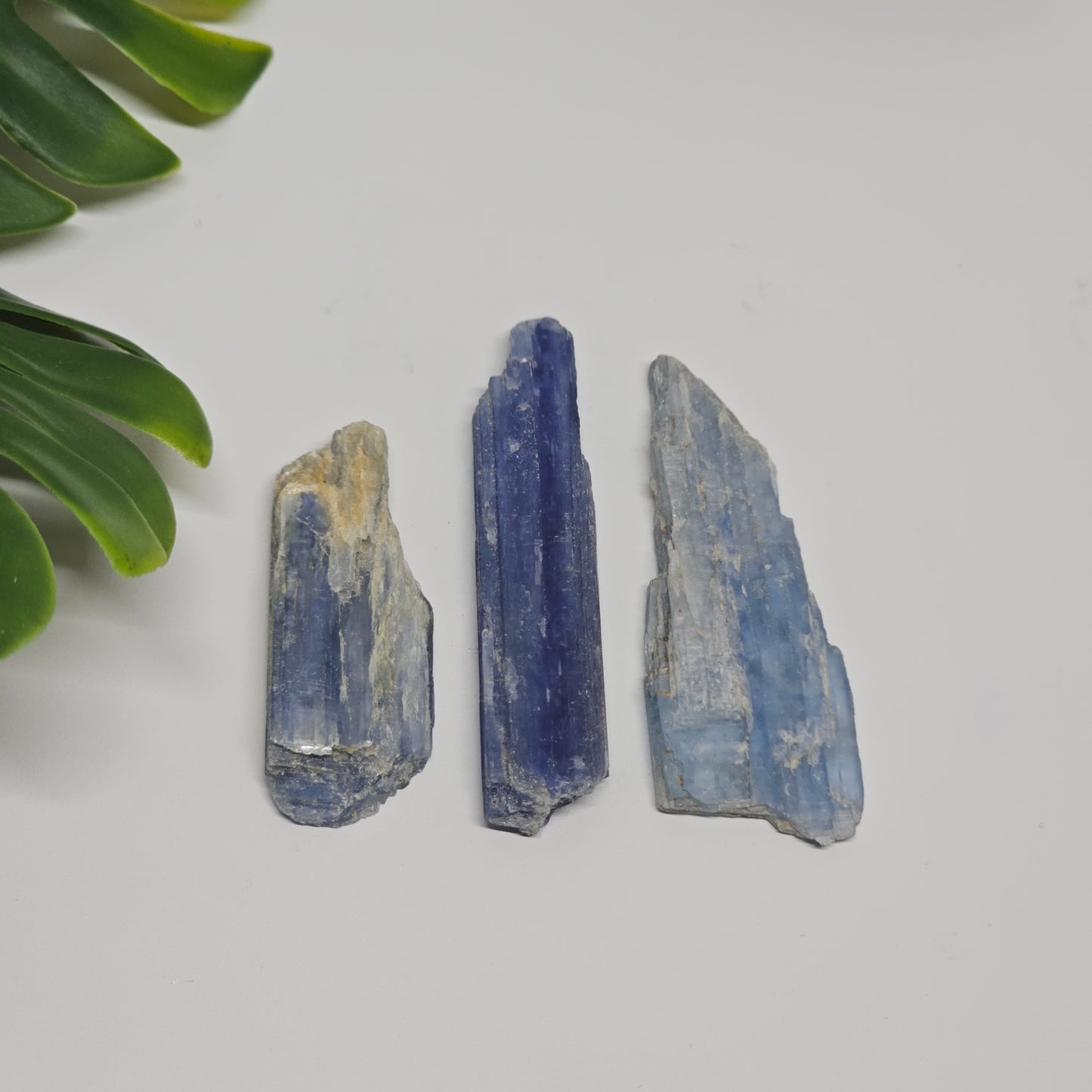 Three raw Blue Kyanite crystals displayed side by side, highlighting size comparison and natural variation in each piece