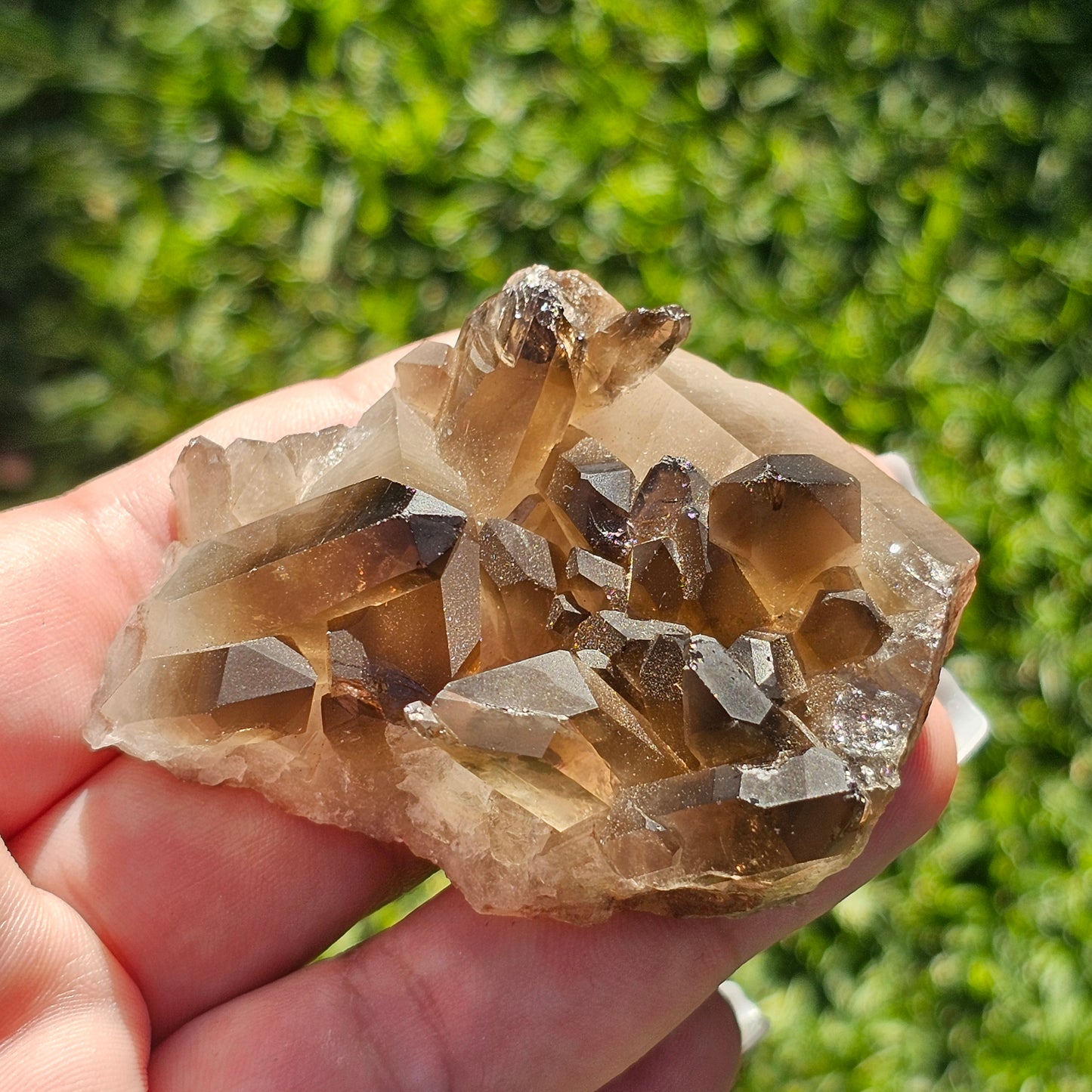 Smoky Quartz/Morion Quartz Cluster (A)