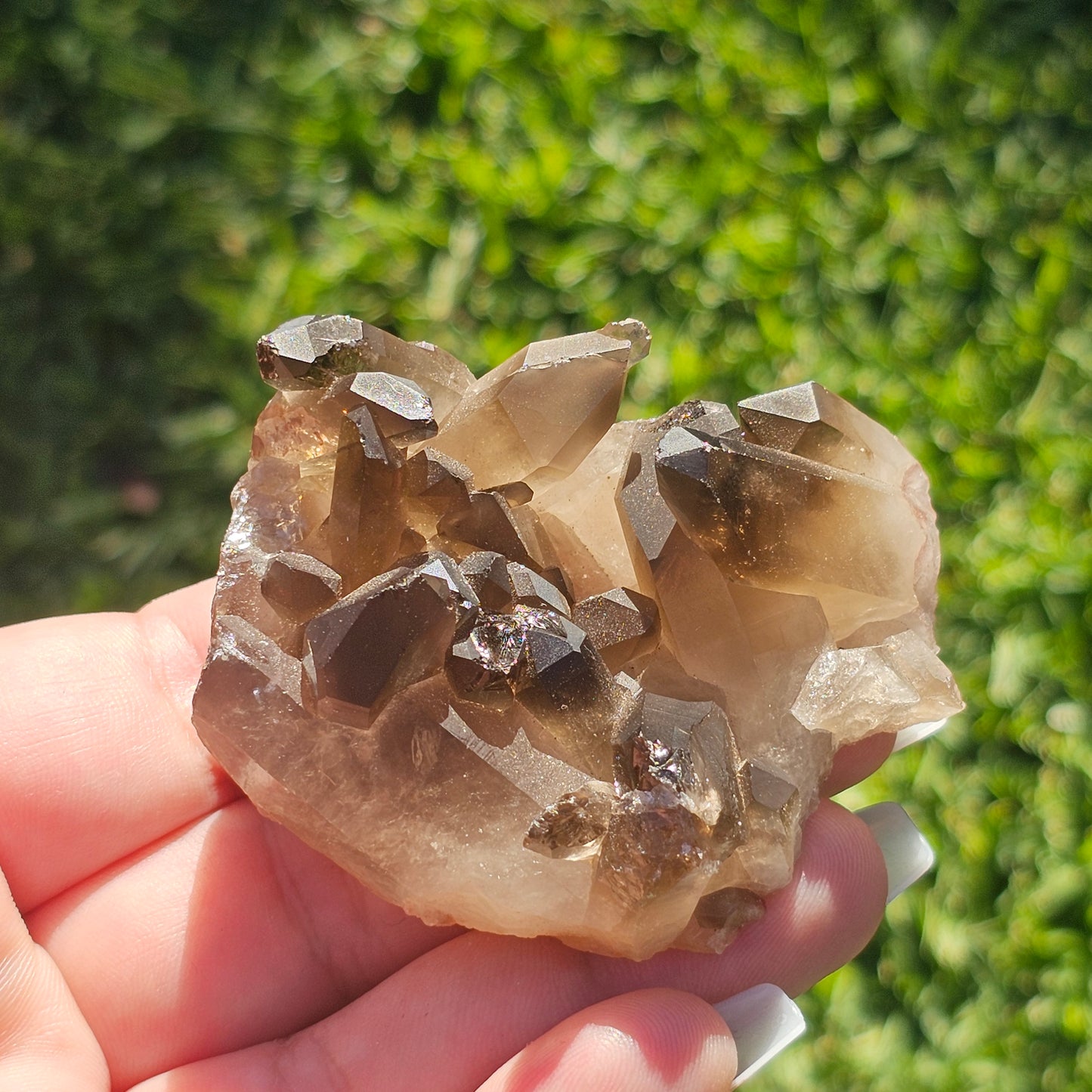 Smoky Quartz/Morion Quartz Cluster (A)