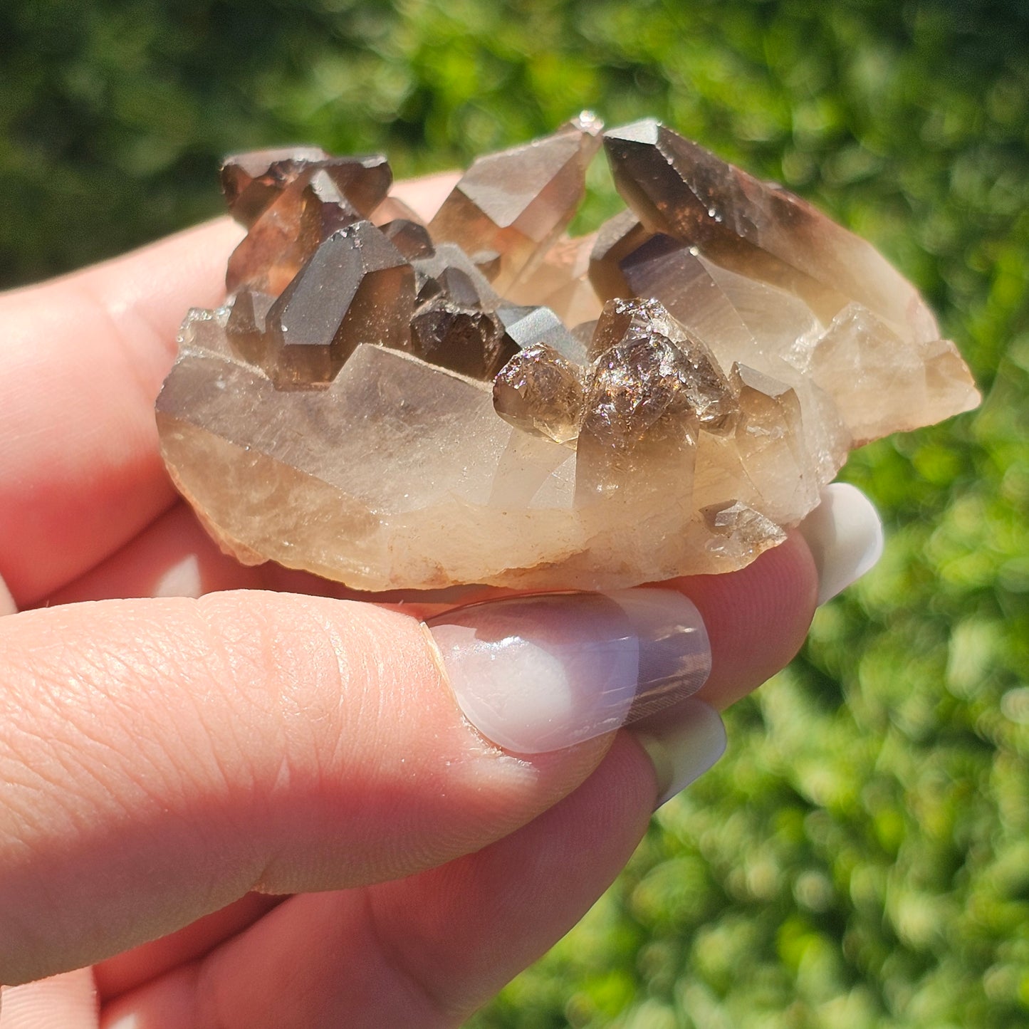 Smoky Quartz/Morion Quartz Cluster (A)