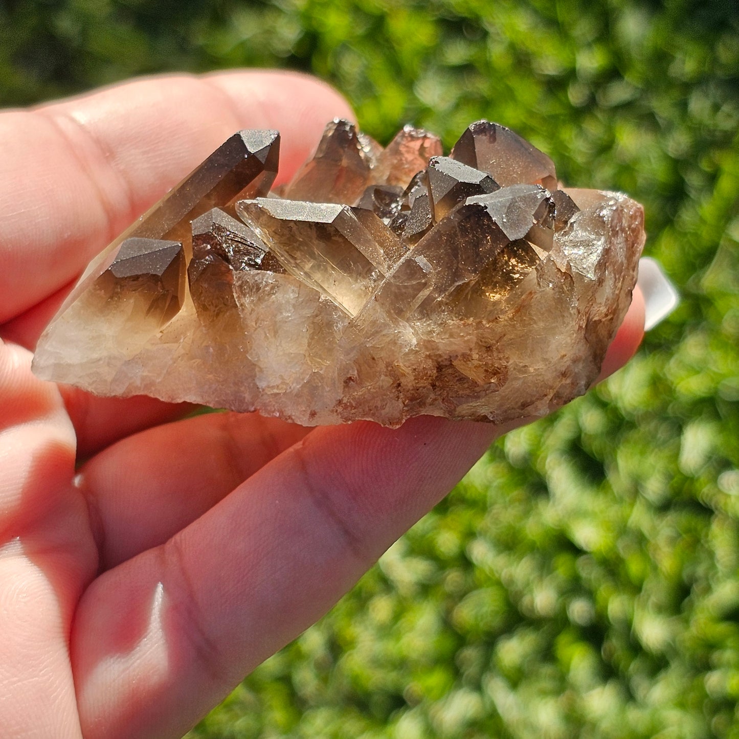 Smoky Quartz/Morion Quartz Cluster (A)