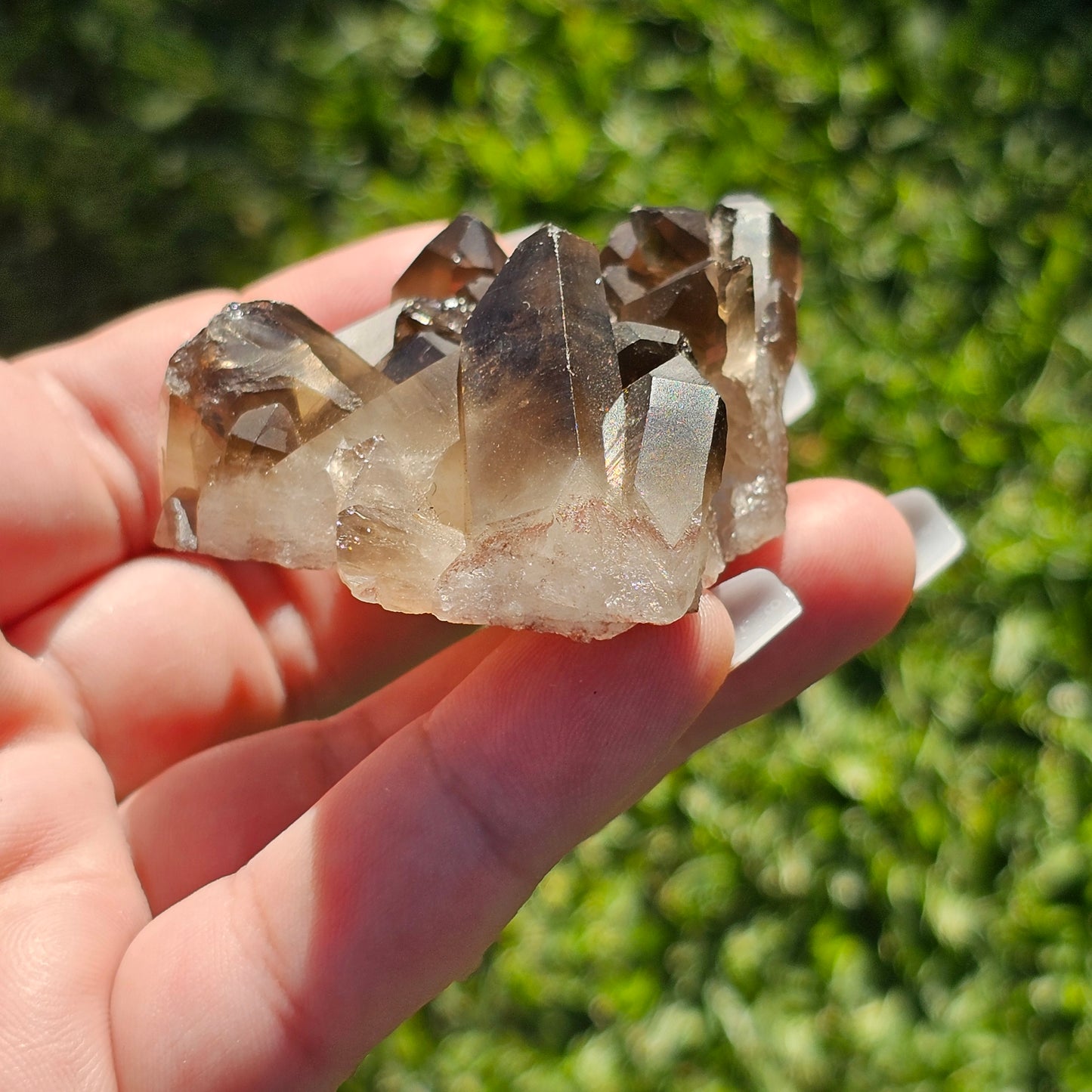 Smoky Quartz/Morion Quartz Cluster (A)