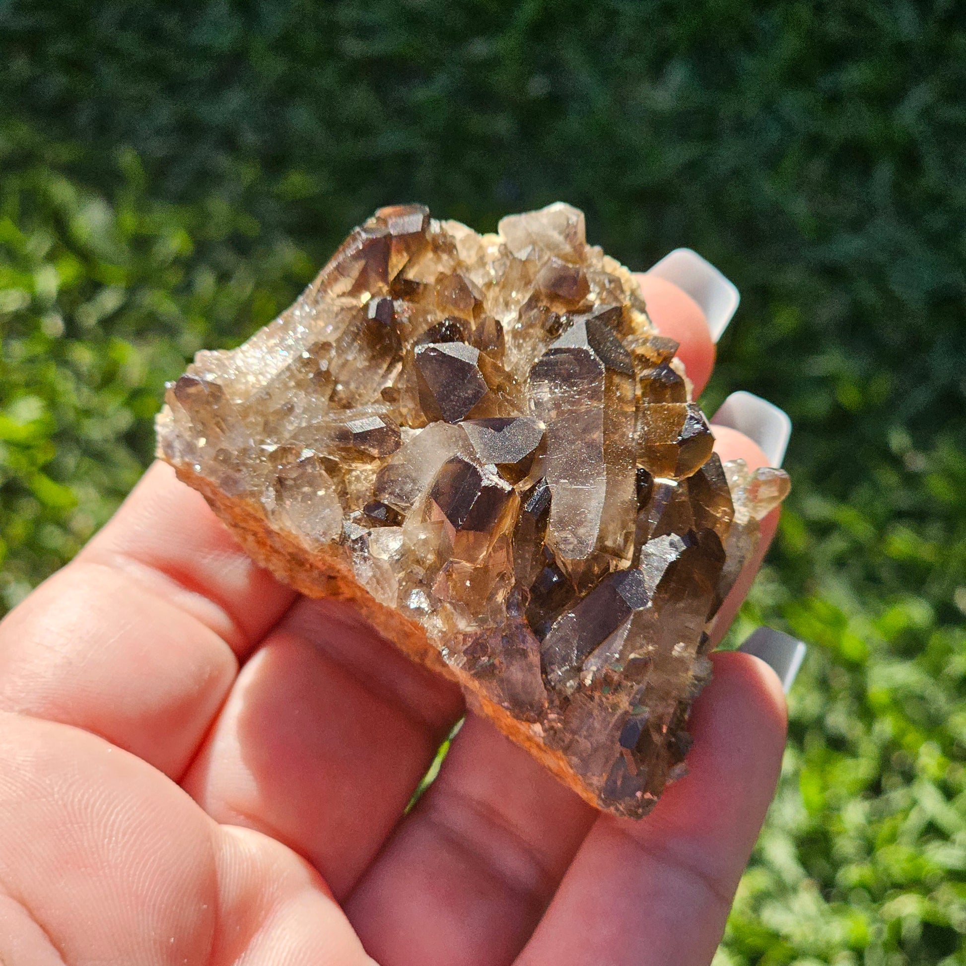 Smoky Quartz/Morion Quartz Cluster E