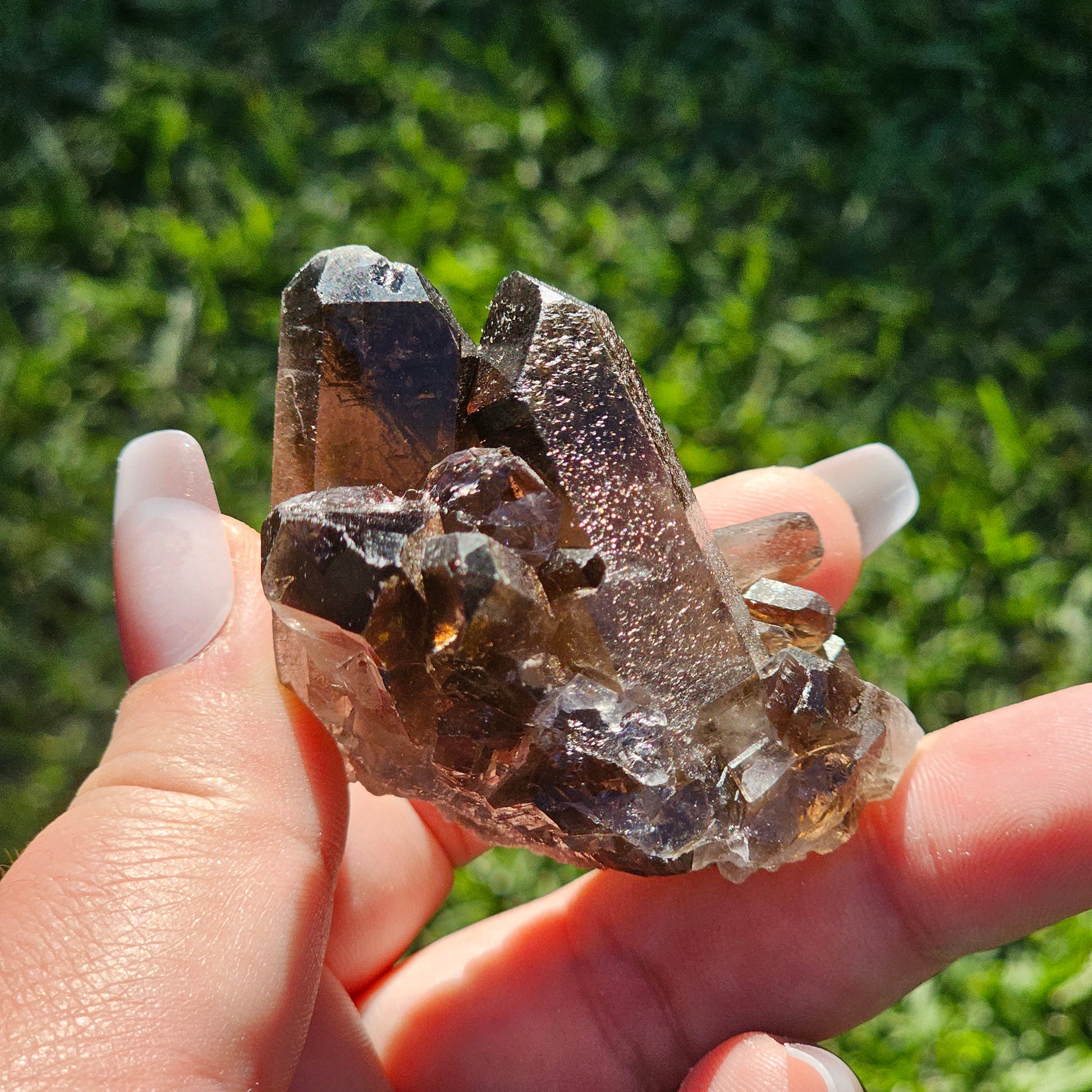 Smoky Quartz/Morion Quartz Cluster (C)