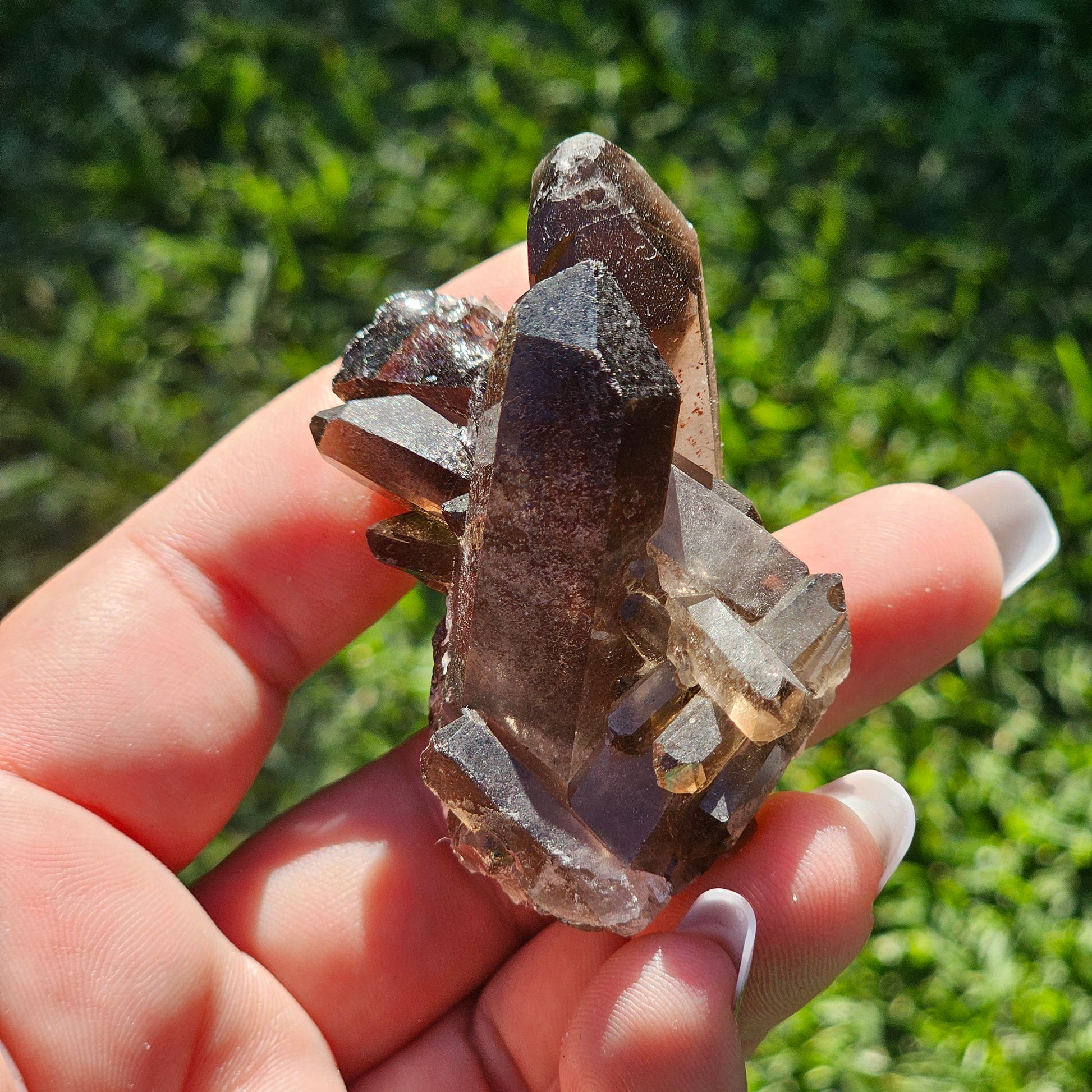 Smoky Quartz/Morion Quartz Cluster (C)