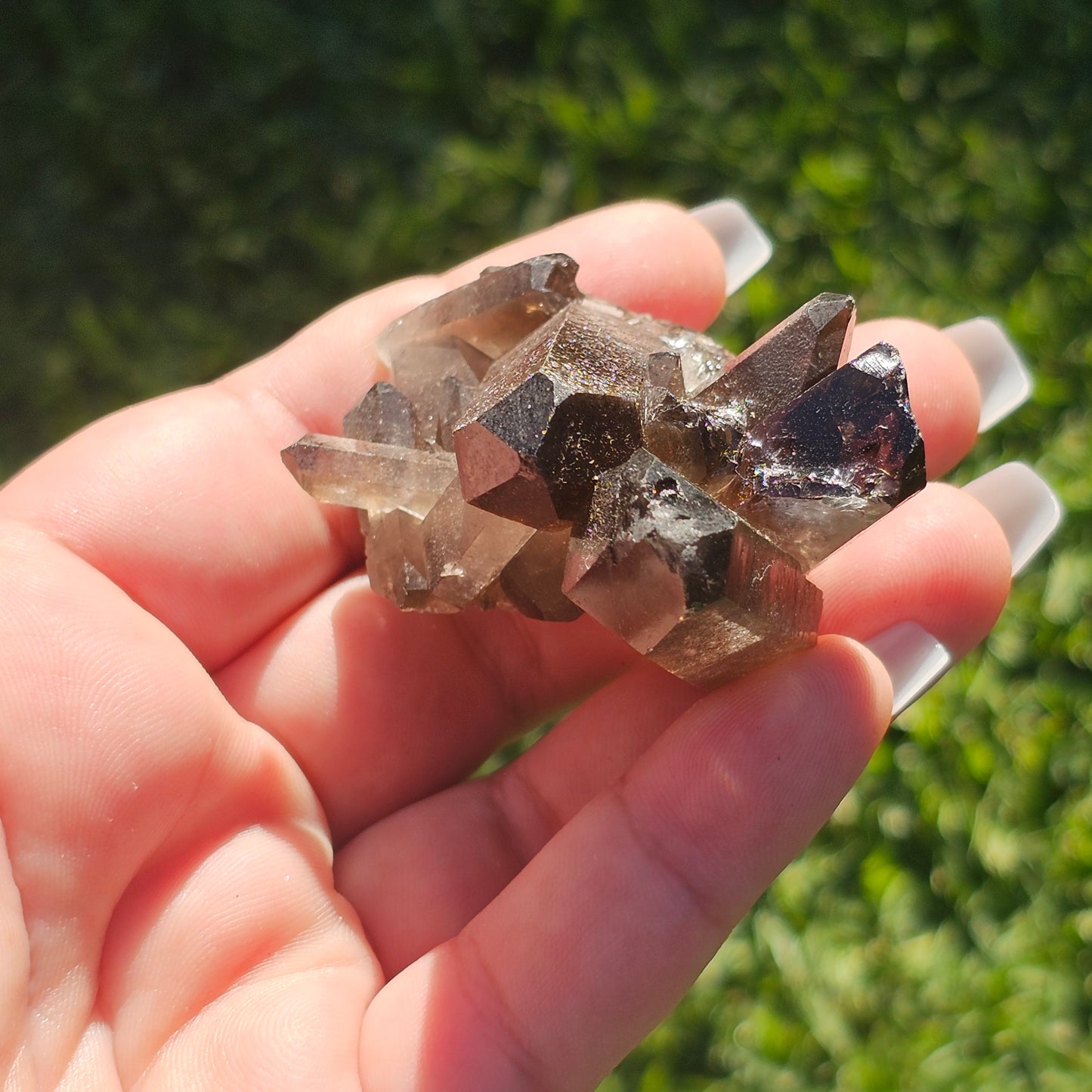 Smoky Quartz/Morion Quartz Cluster (C)