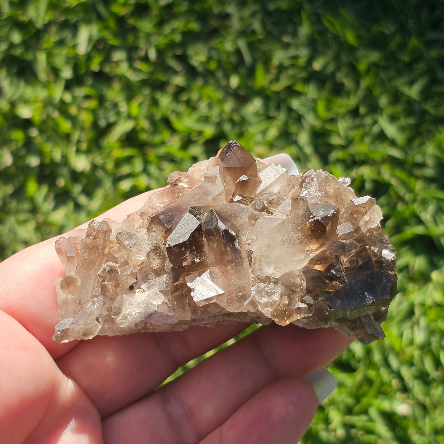 Smoky Quartz/Morion Quartz Cluster (D)