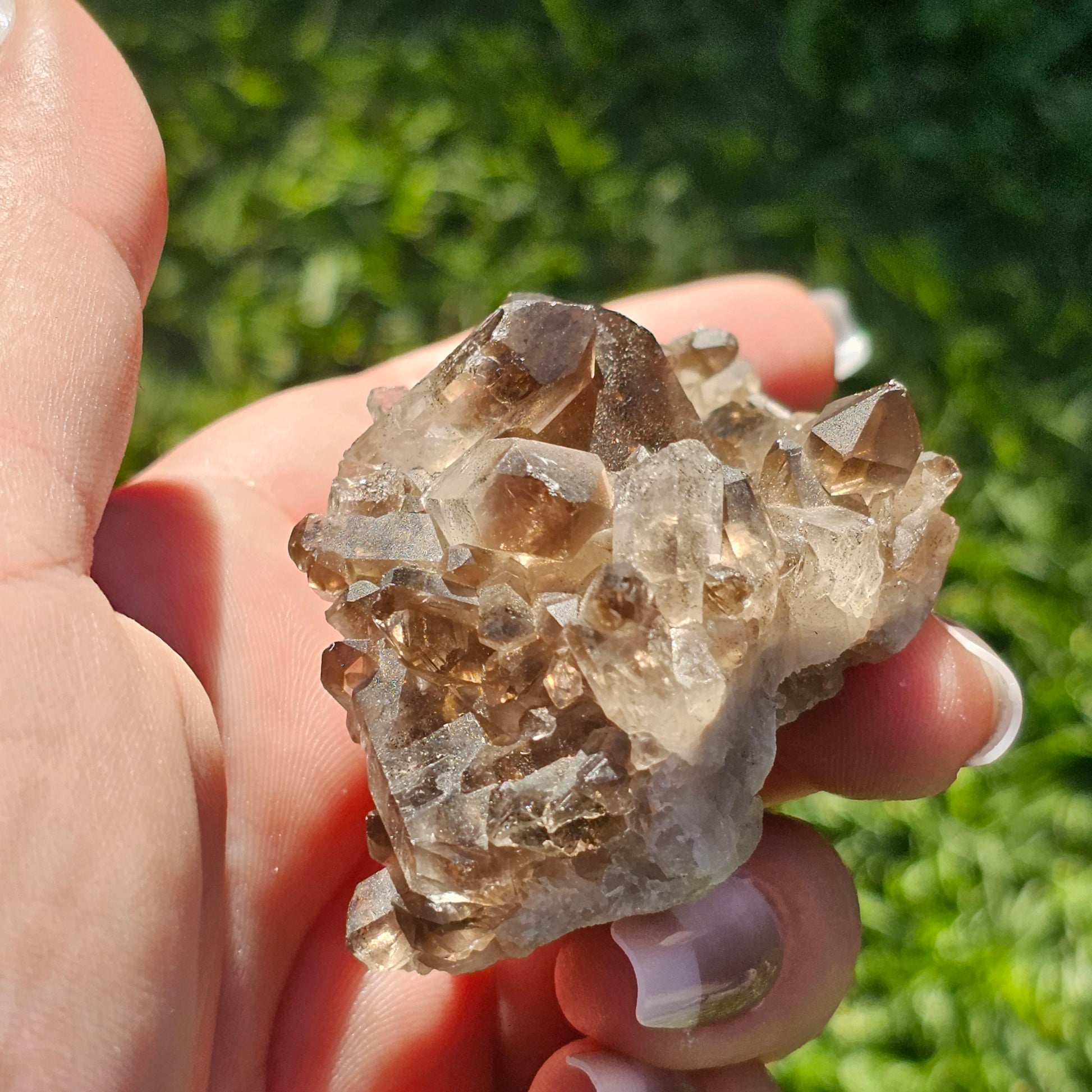 Smoky Quartz/Morion Quartz Cluster (D)