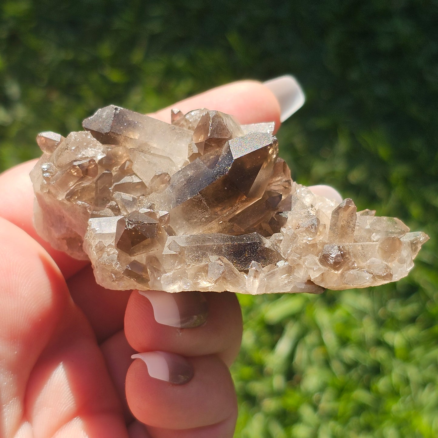 Smoky Quartz/Morion Quartz Cluster (D)