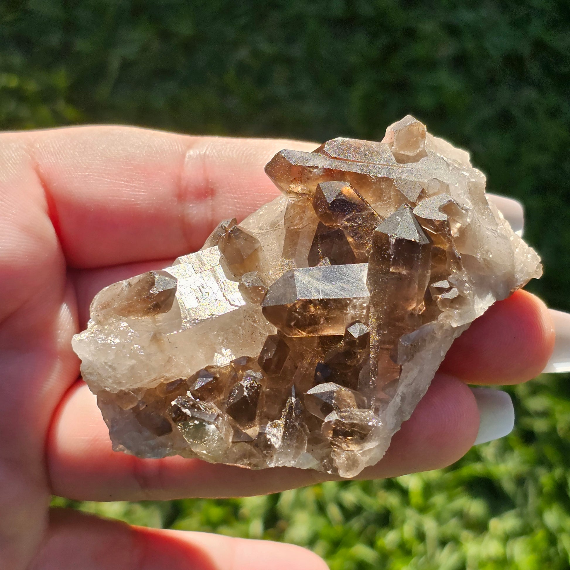 Smoky Quartz/Morion Quartz Cluster (D)