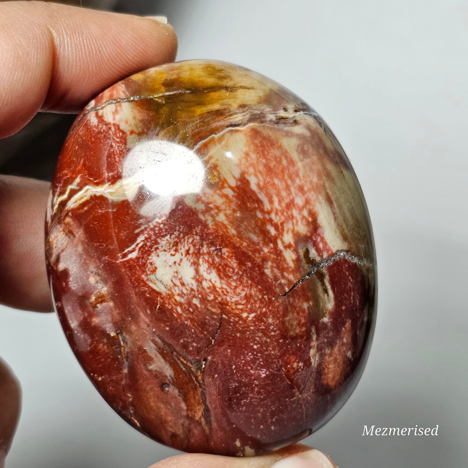 Petrified Wood Palm Stone | A