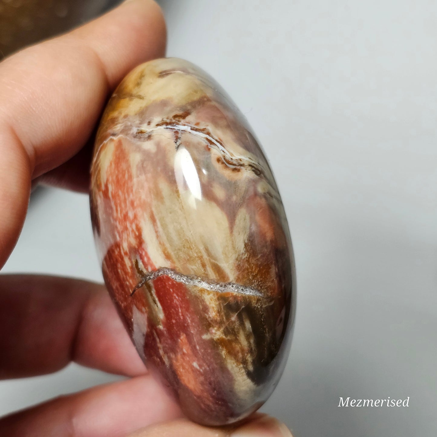 Petrified Wood Palm Stone | A