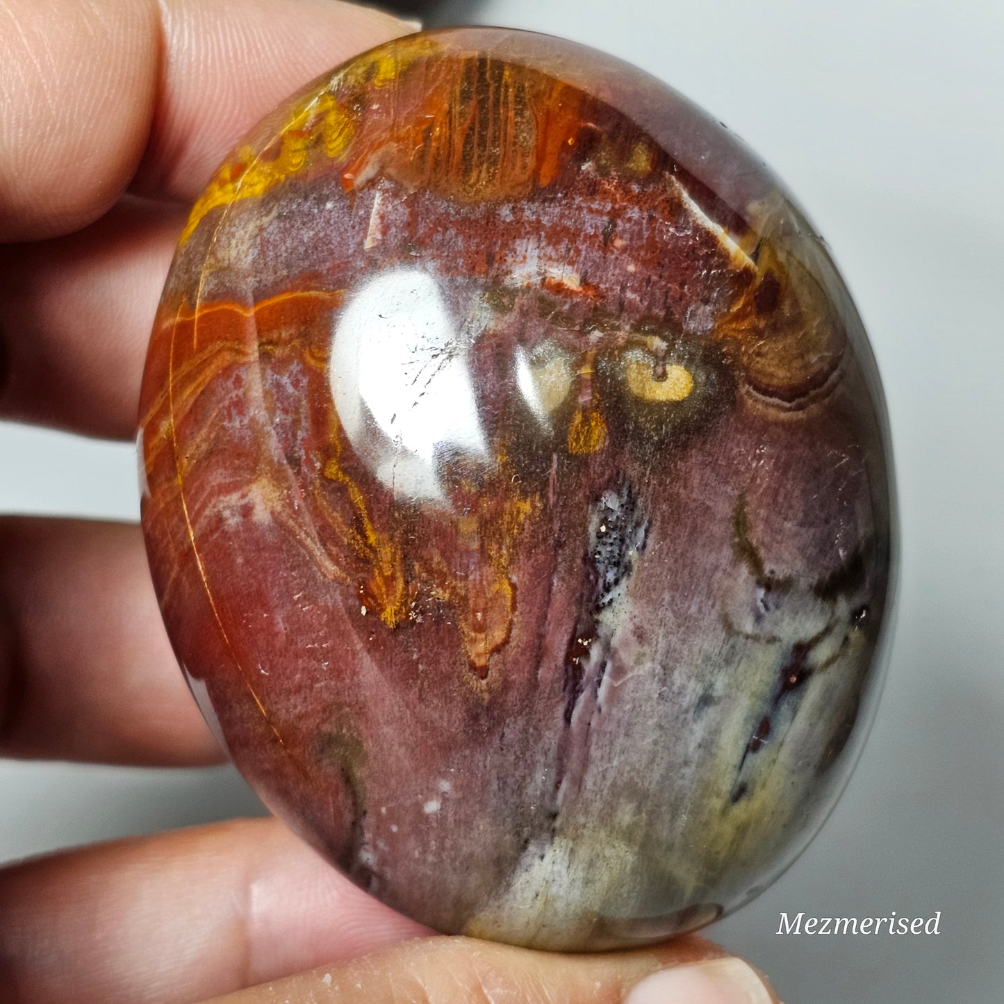 Petrified Wood Palm Stone | B