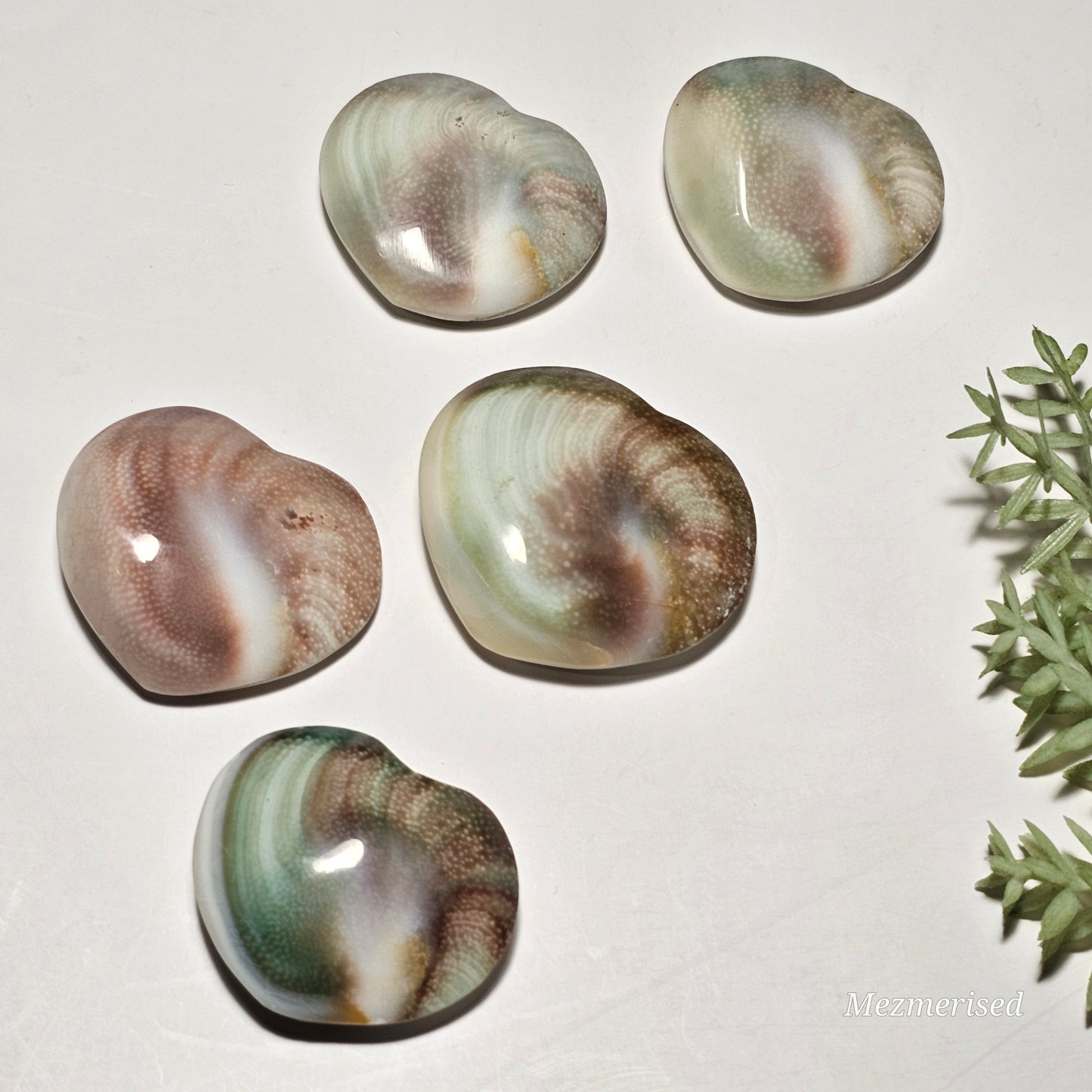 Shiva Eye Shell Hearts | Mermaid Coins