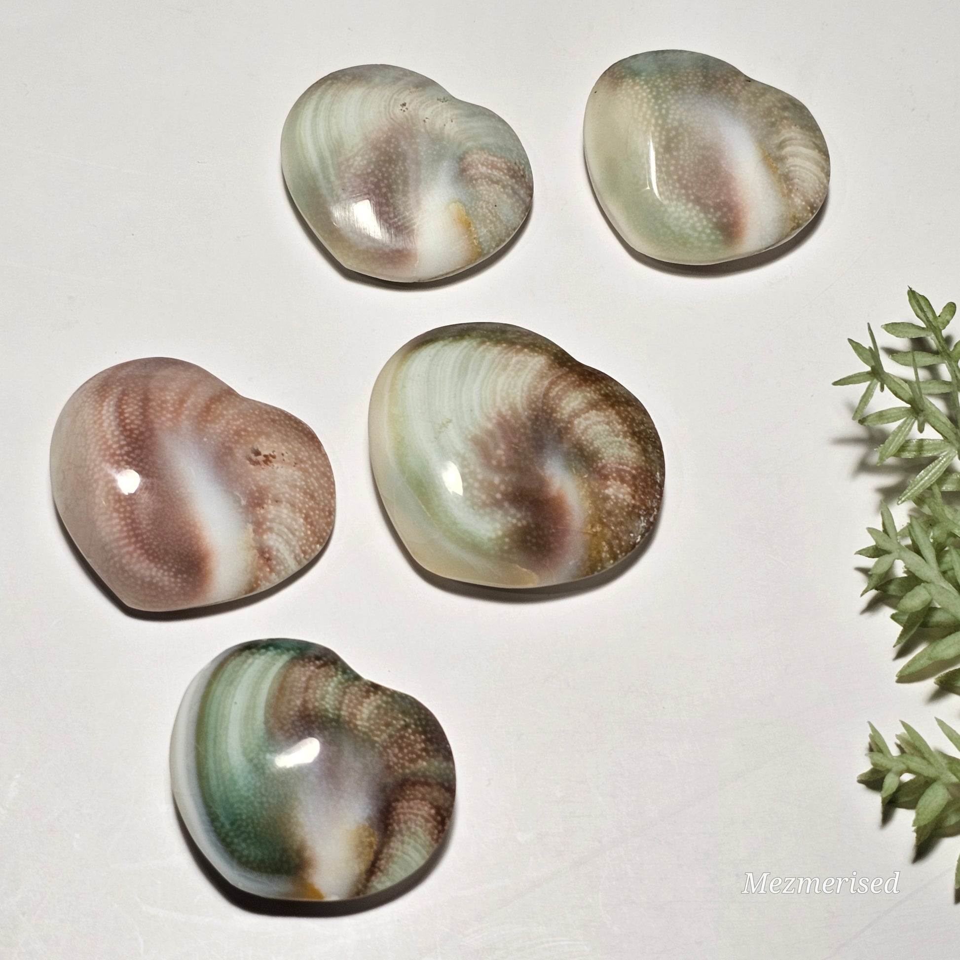 Shiva Eye Shell Hearts | Mermaid Coins