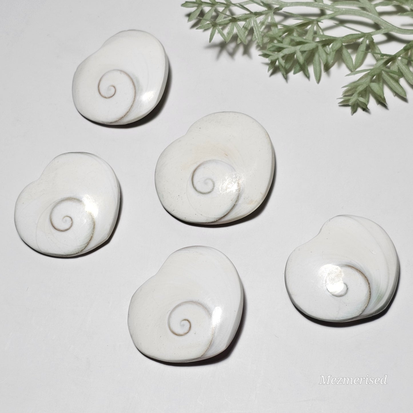 Shiva Eye Shell Hearts | Mermaid Coins