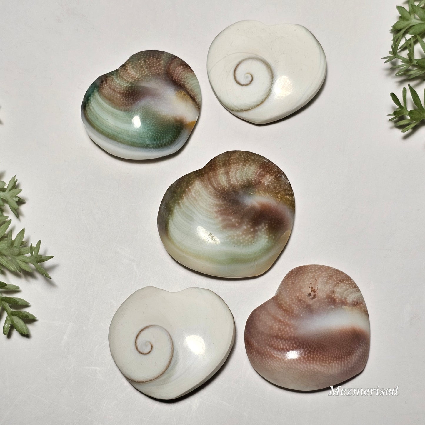 Shiva Eye Shells