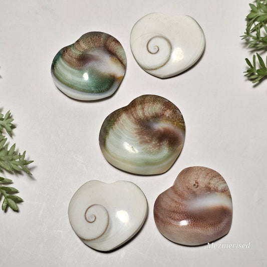 Shiva Eye Shells