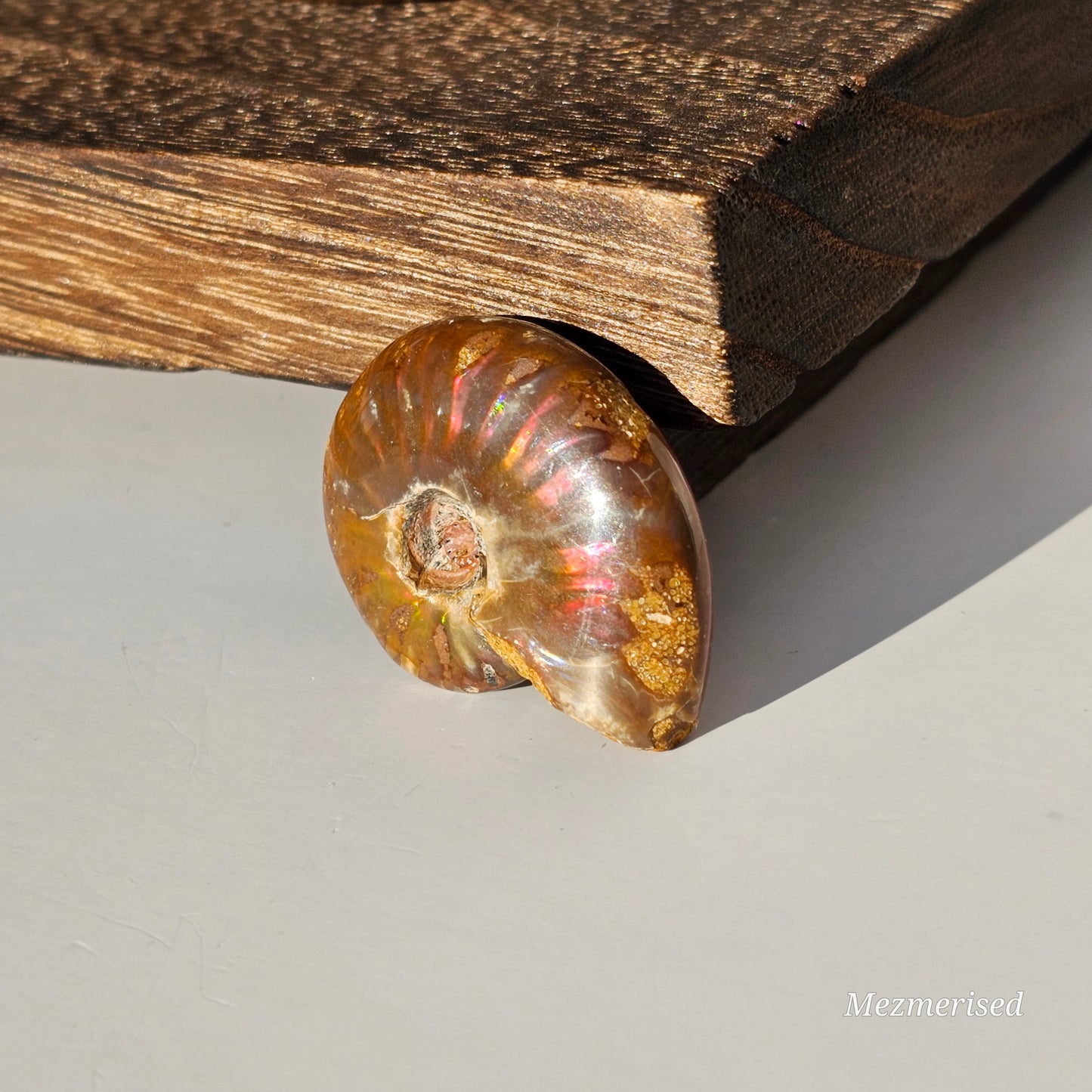 Opalised Ammonite Fossils