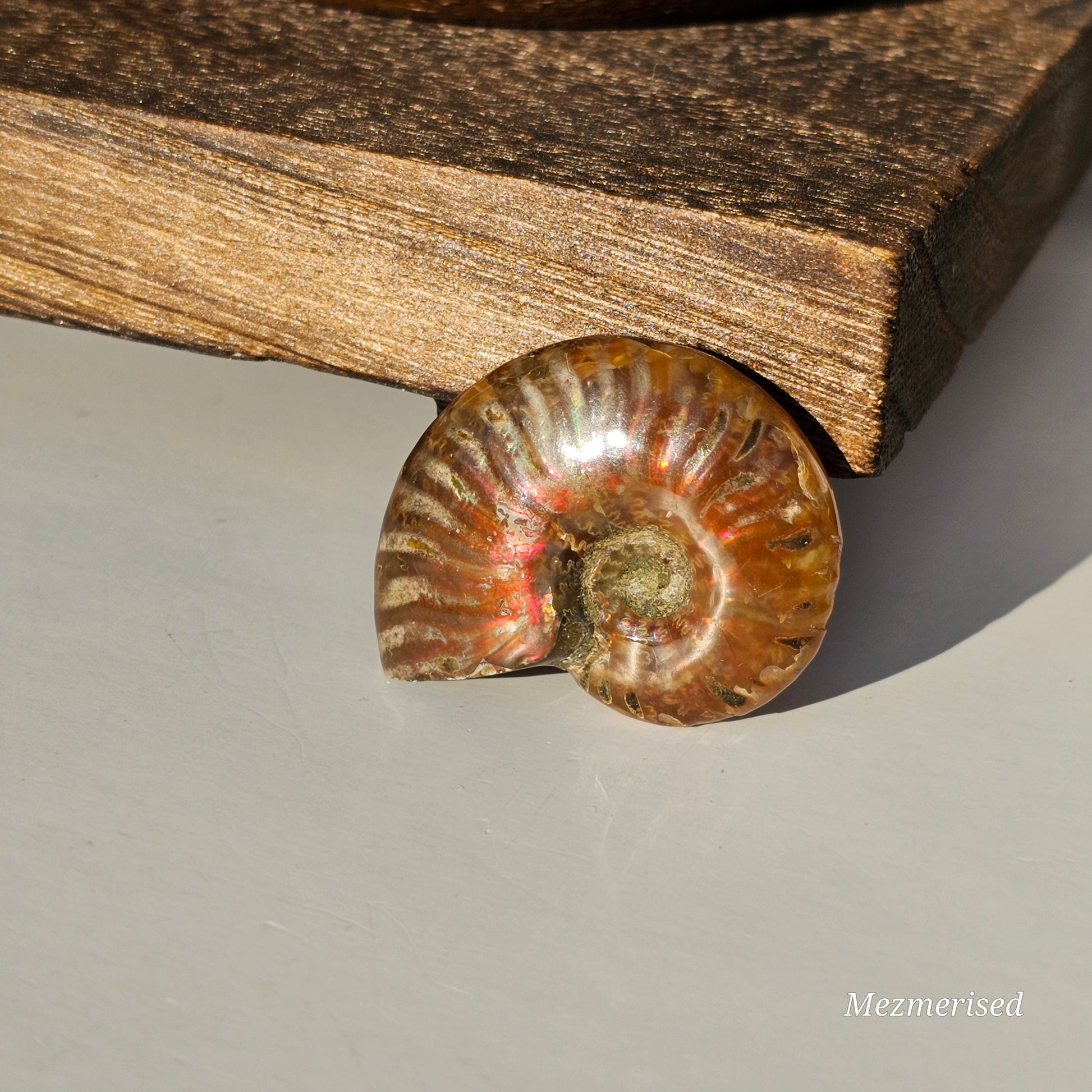 Opalised Ammonite Fossils