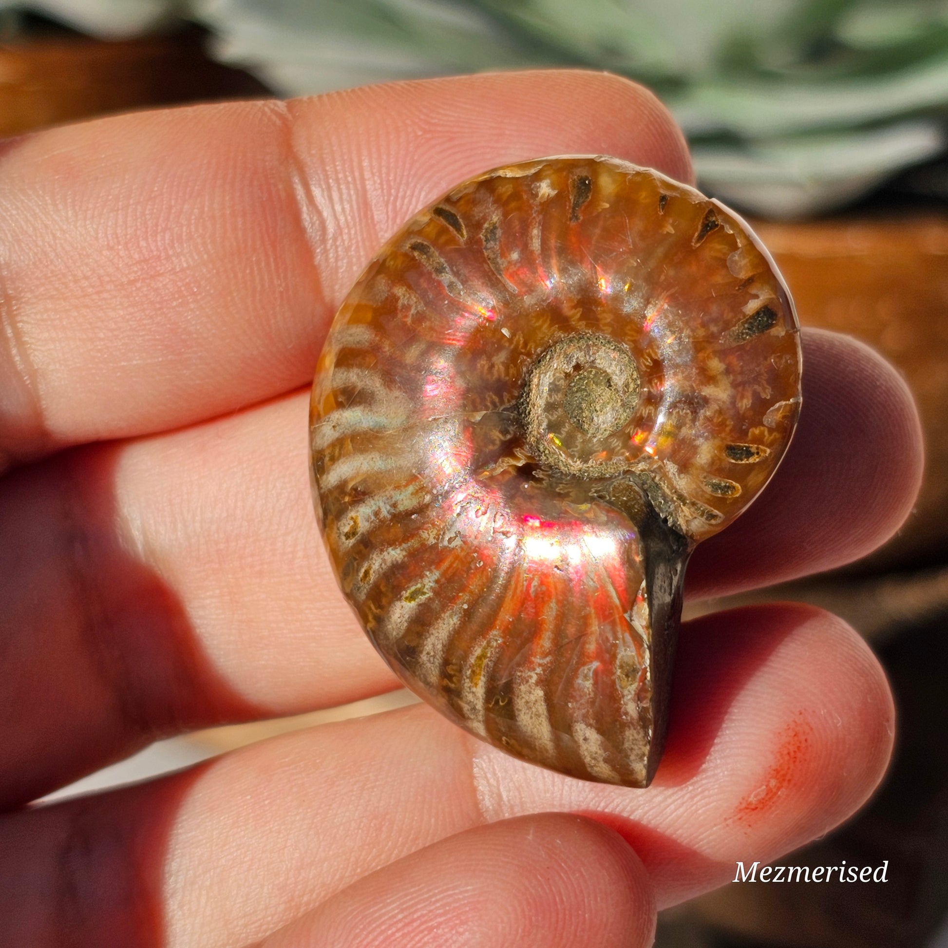 Opalised Ammonite Fossils