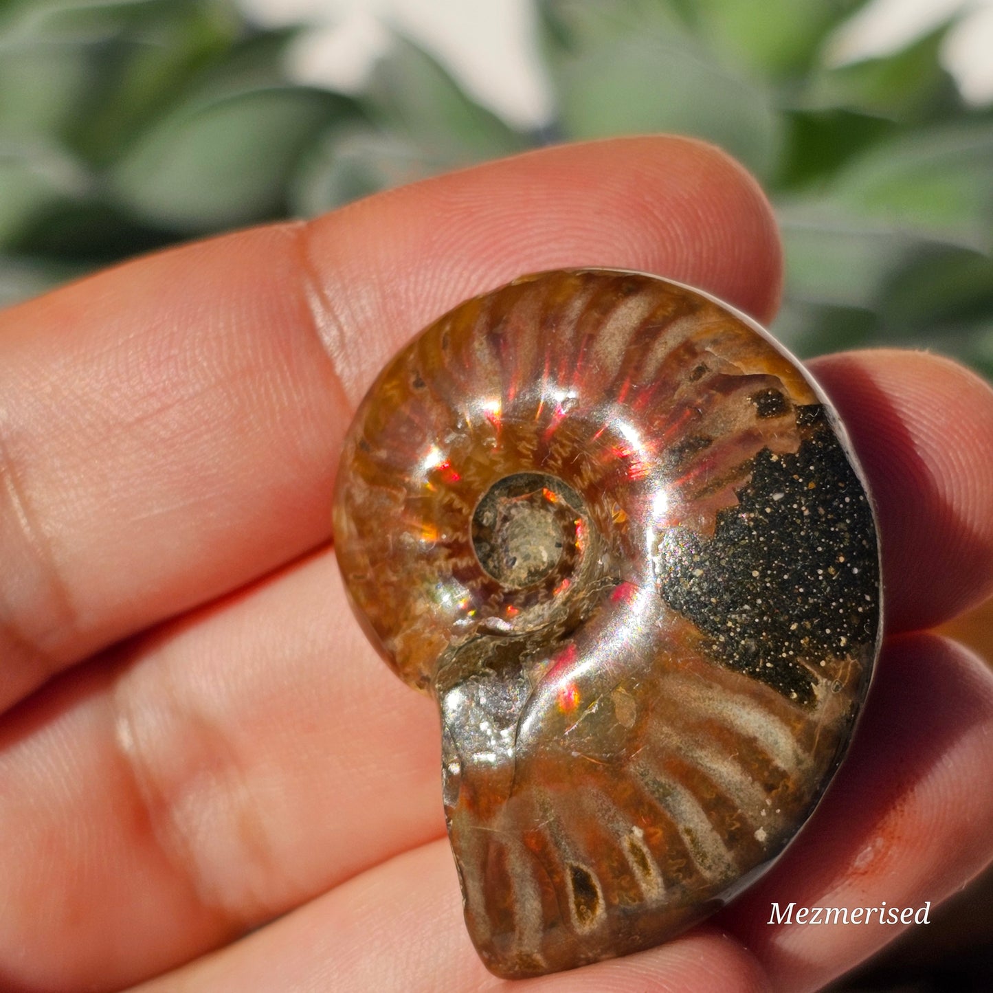 Opalised Ammonite Fossils