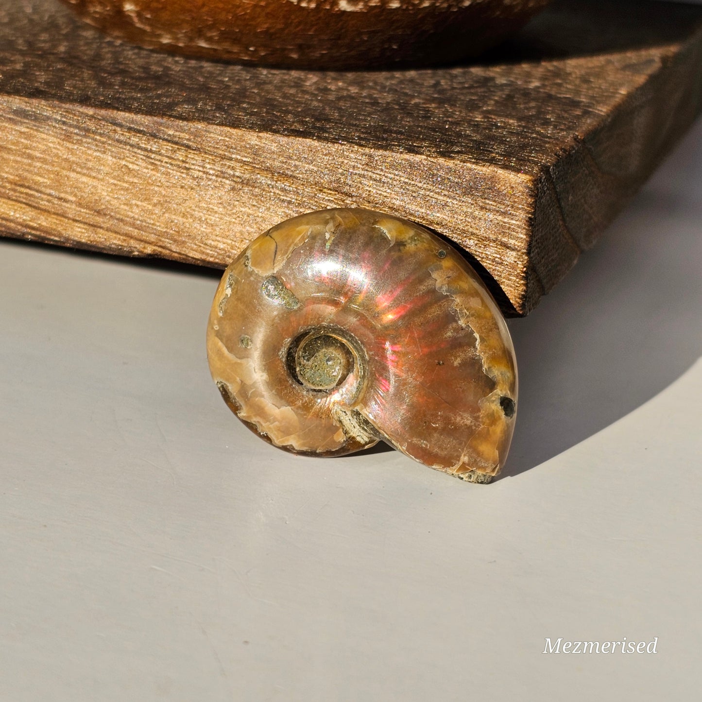 Opalised Ammonite Fossils