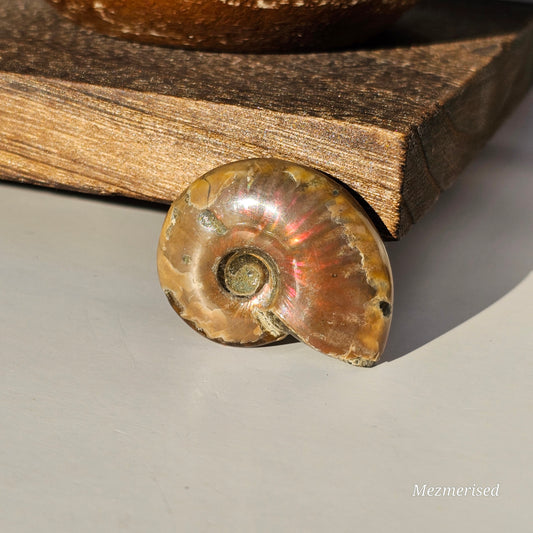 Opalised Ammonite Fossils