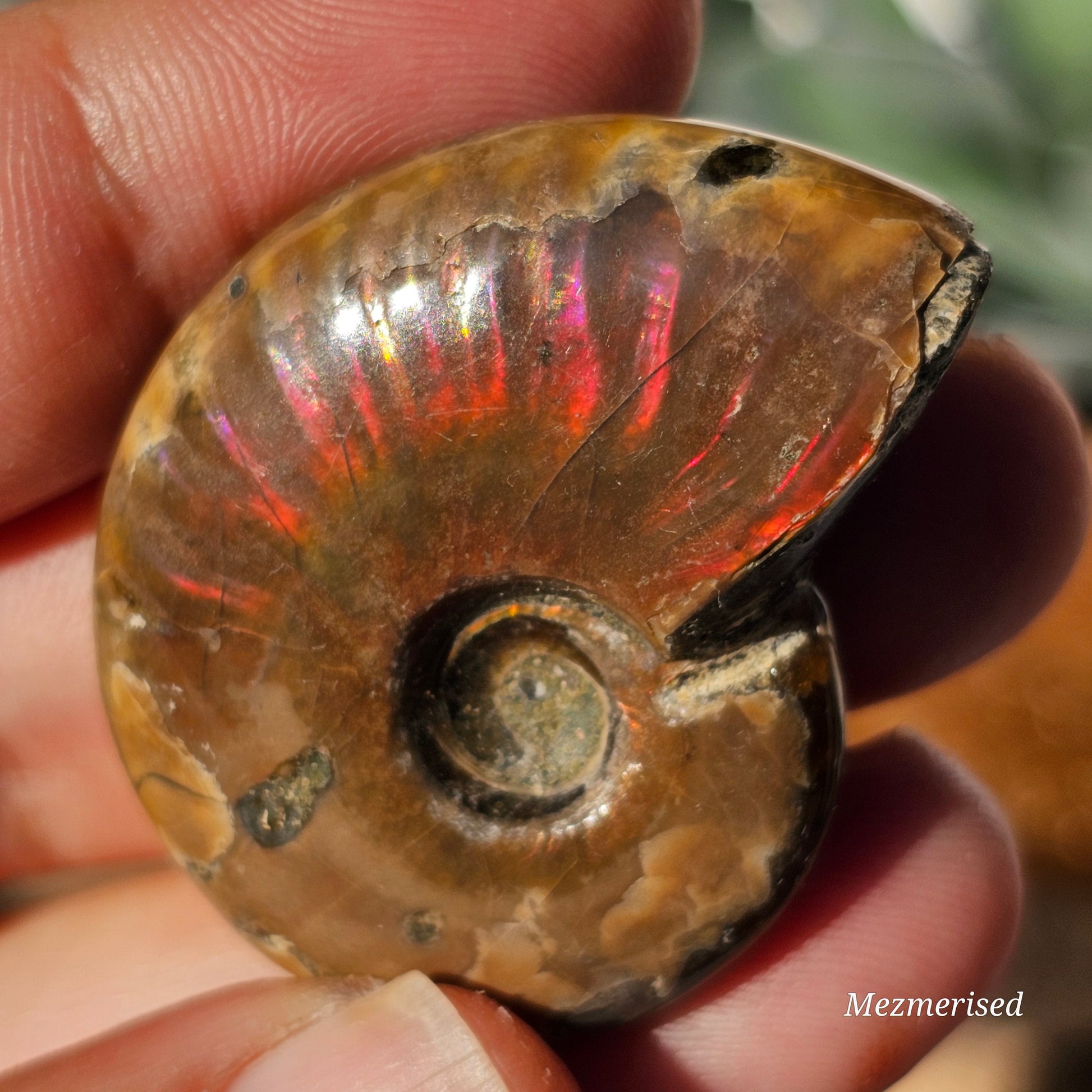 Opalised Ammonite Fossils