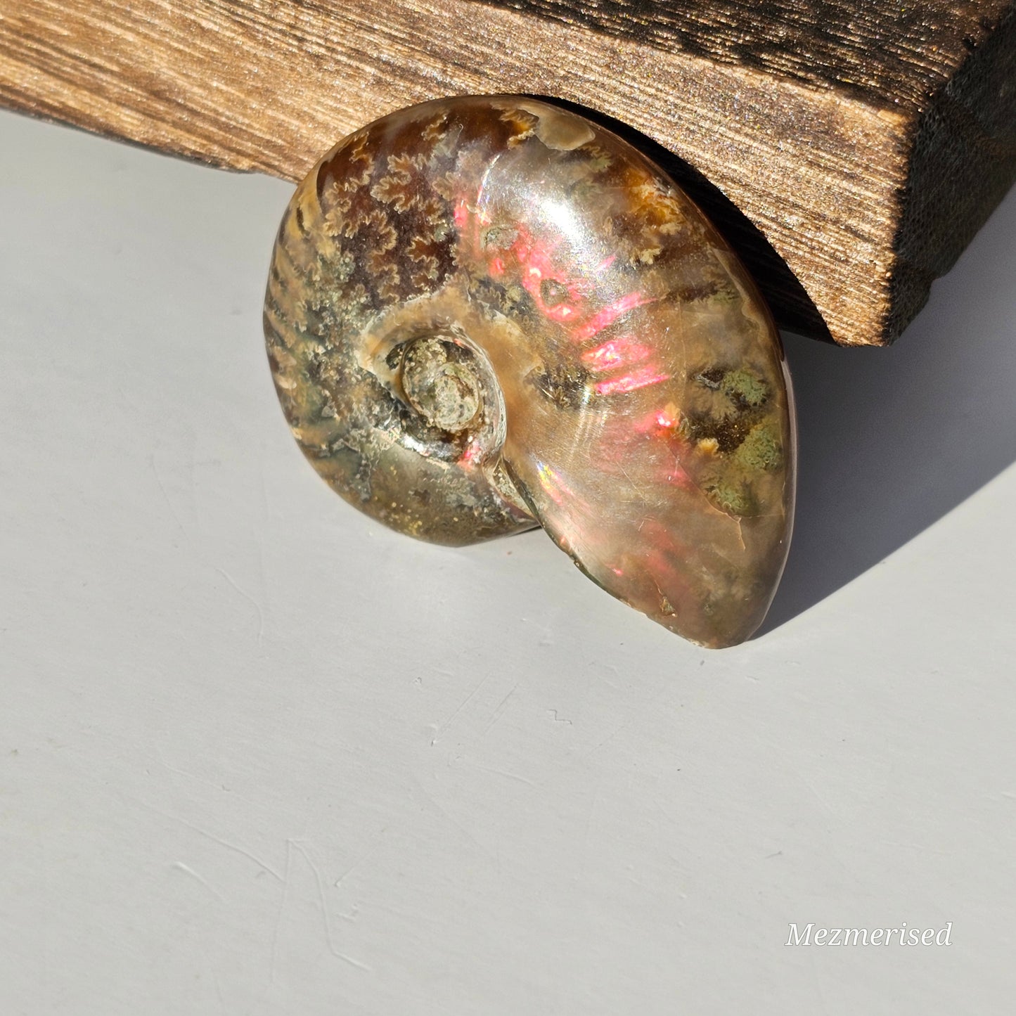 Opalised Ammonite Fossils
