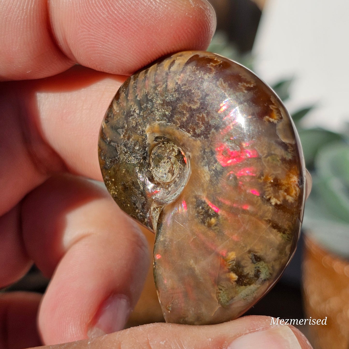Opalised Ammonite Fossils