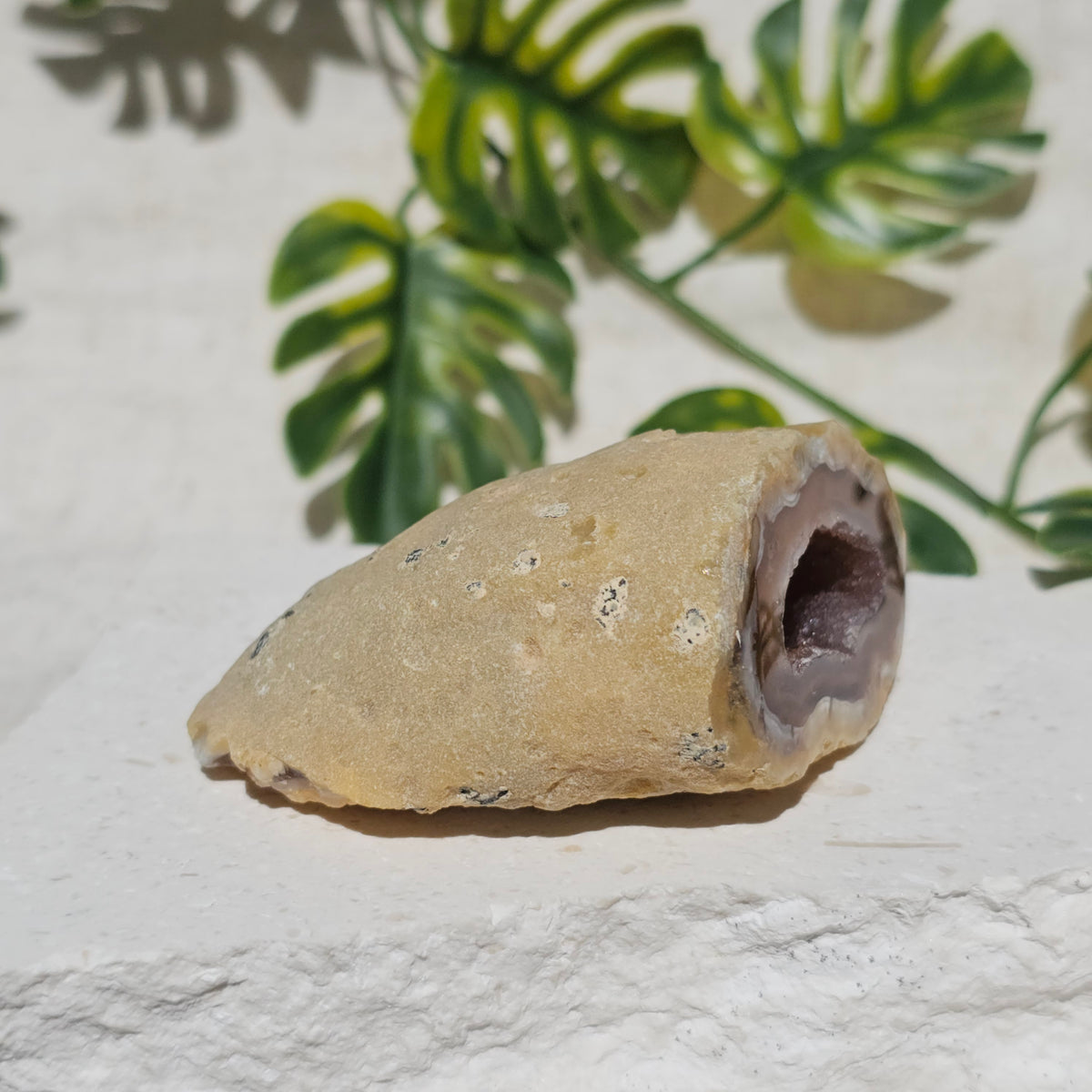 Brazilian Agate Geode (S-C)