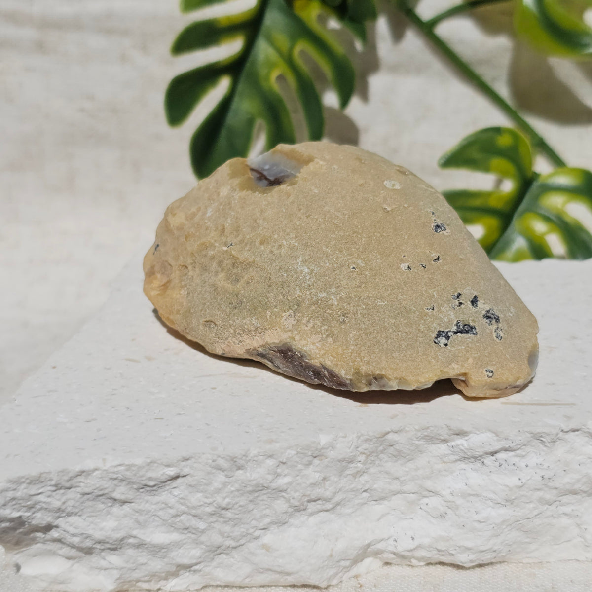 Brazilian Agate Geode (S-C)