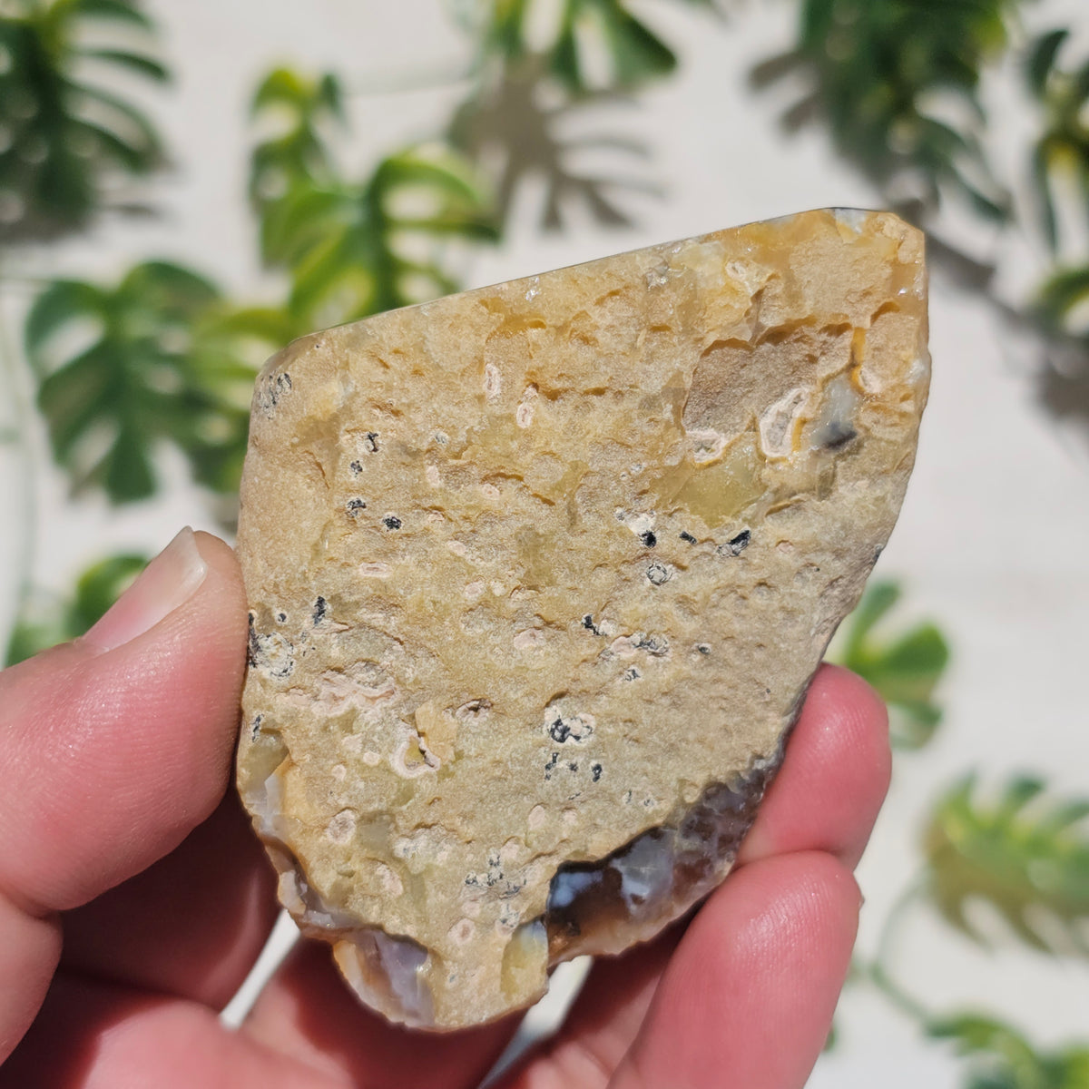 Brazilian Agate Geode (S-C)