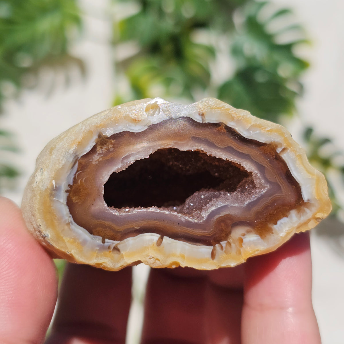 Brazilian Agate Geode (S-C)