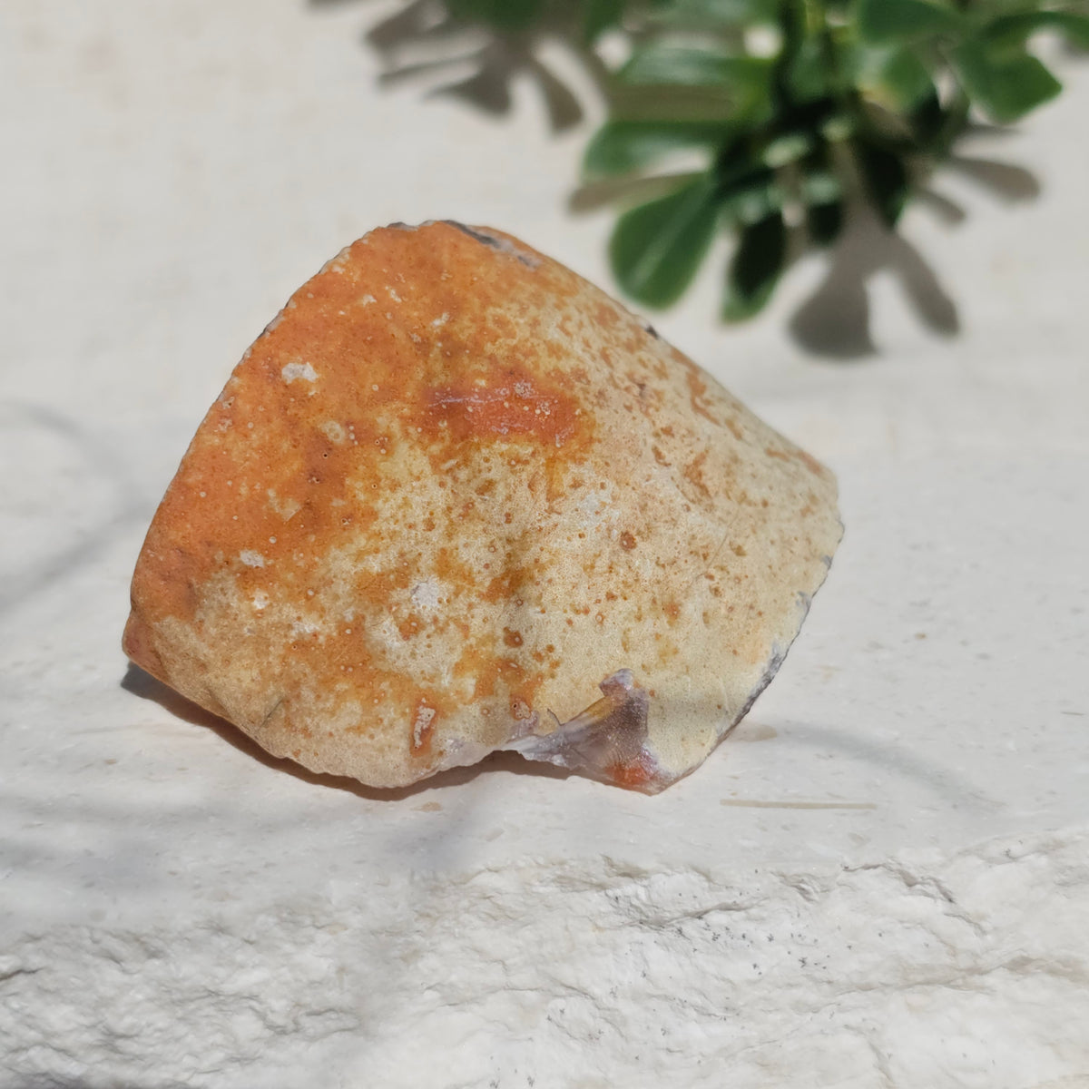 Brazilian Agate Geode (S-D)