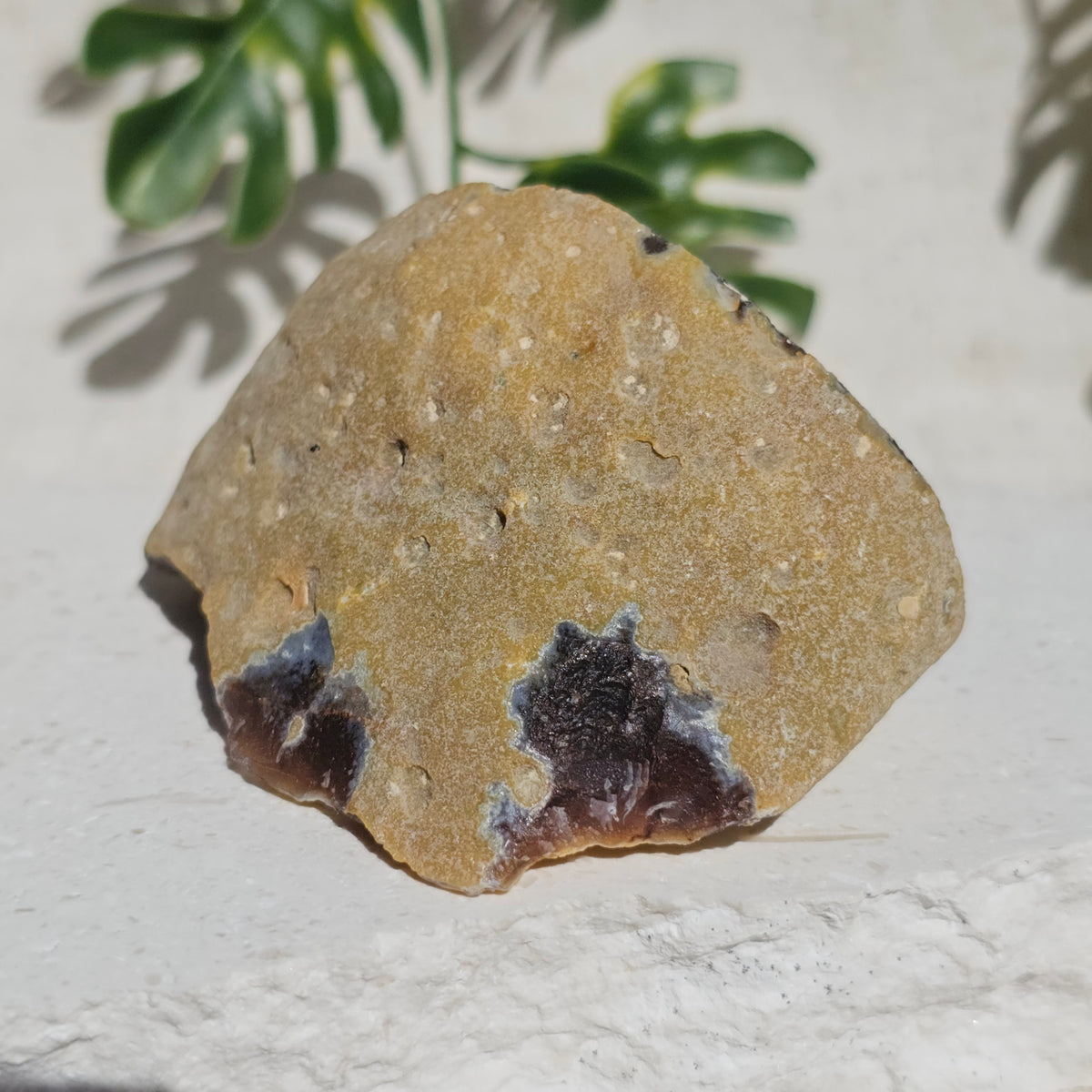 Brazilian Agate Geode (M-D)
