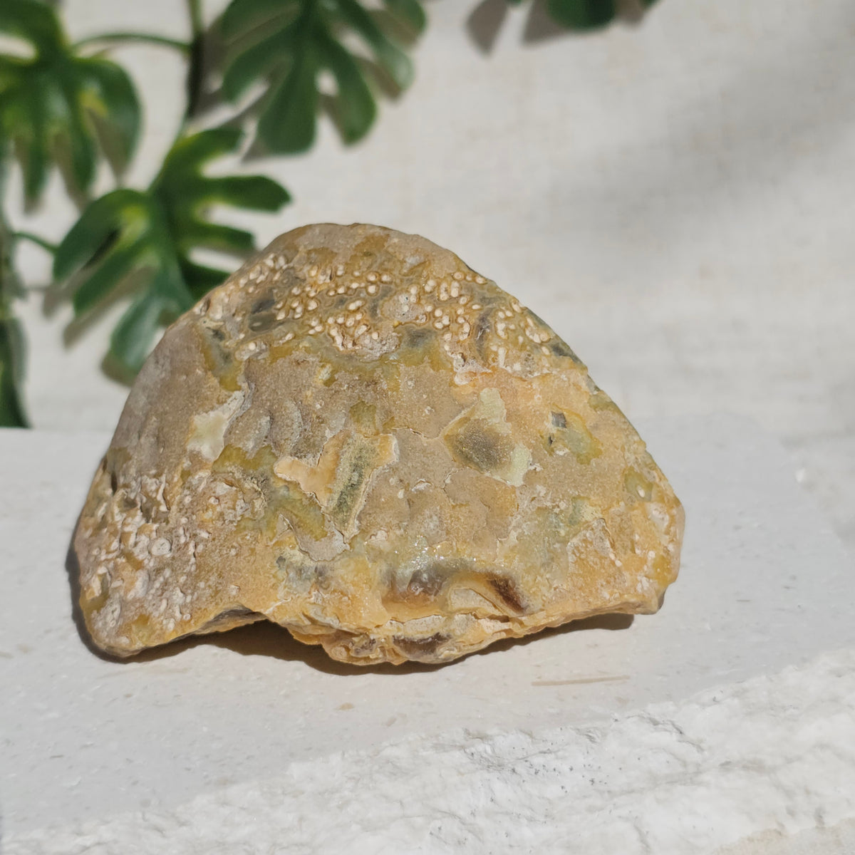 Brazilian Agate Geode (M-N)