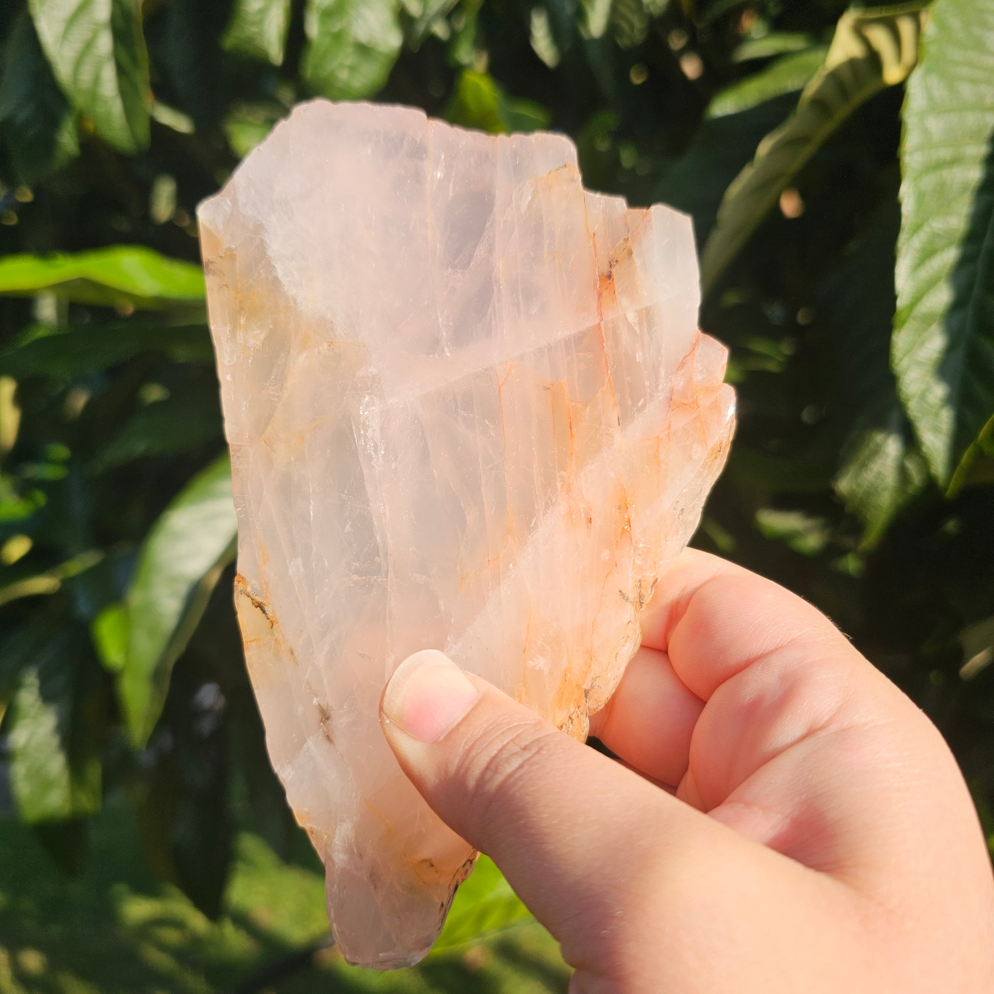 Translucent Dendritic Rose Quartz slab photographed in hand under sunlight, showcasing soft pink tones, natural rainbows, and organic dendritic inclusions.