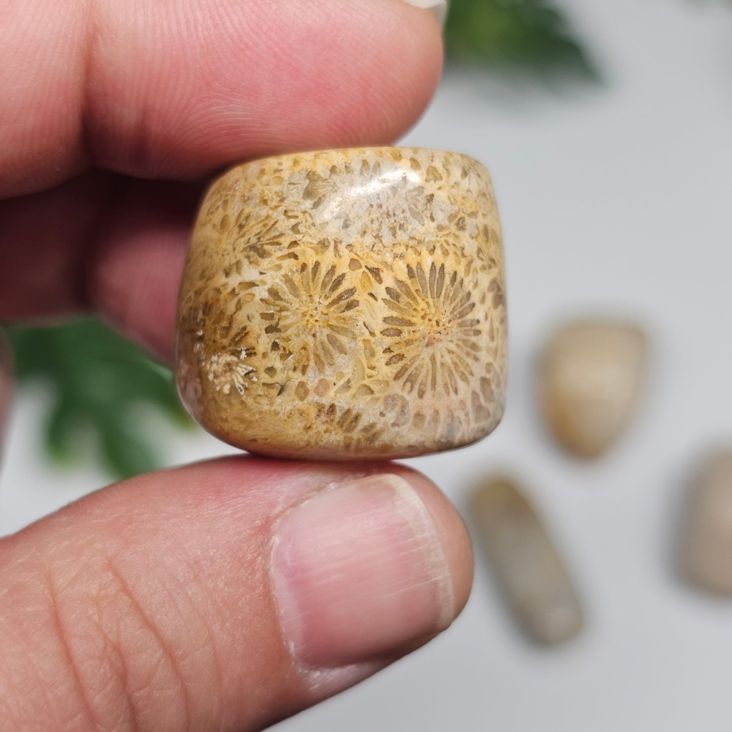 Fossil Coral tumble stone held in hand for size reference, showcasing its distinctive flower-like fossil pattern and polished surface.