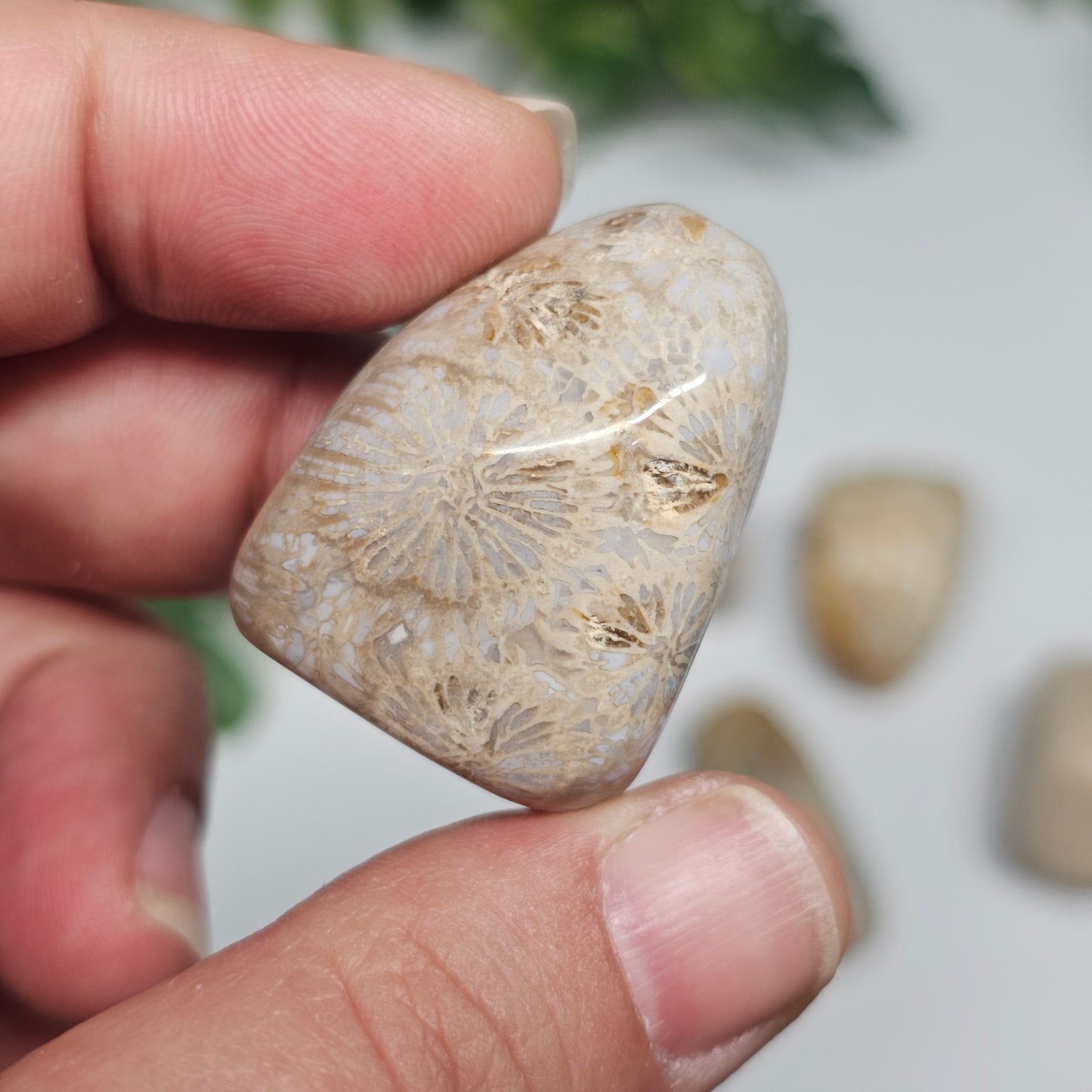 Individual Fossil Coral tumble stone photographed in hand, displaying unique natural fossil formations and earthy colouring.