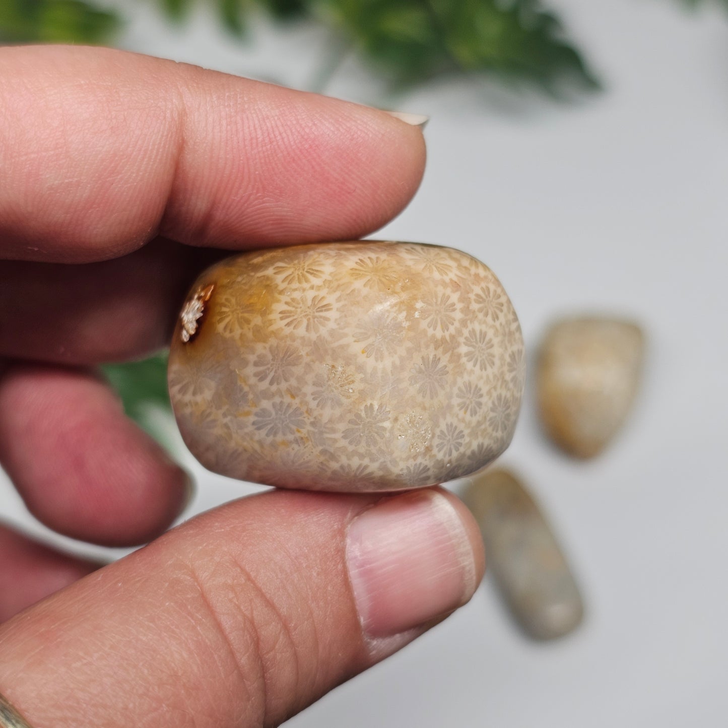Polished Fossil Coral tumble stone held in hand, highlighting its intricate fossil pattern and one-of-a-kind natural design.