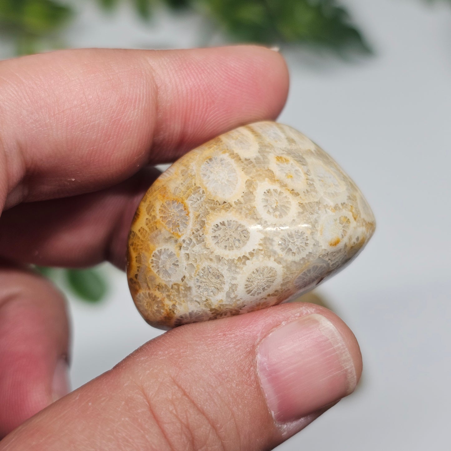 Handheld view of a Fossil Coral tumble stone featuring preserved coral structures and a smooth polished finish.