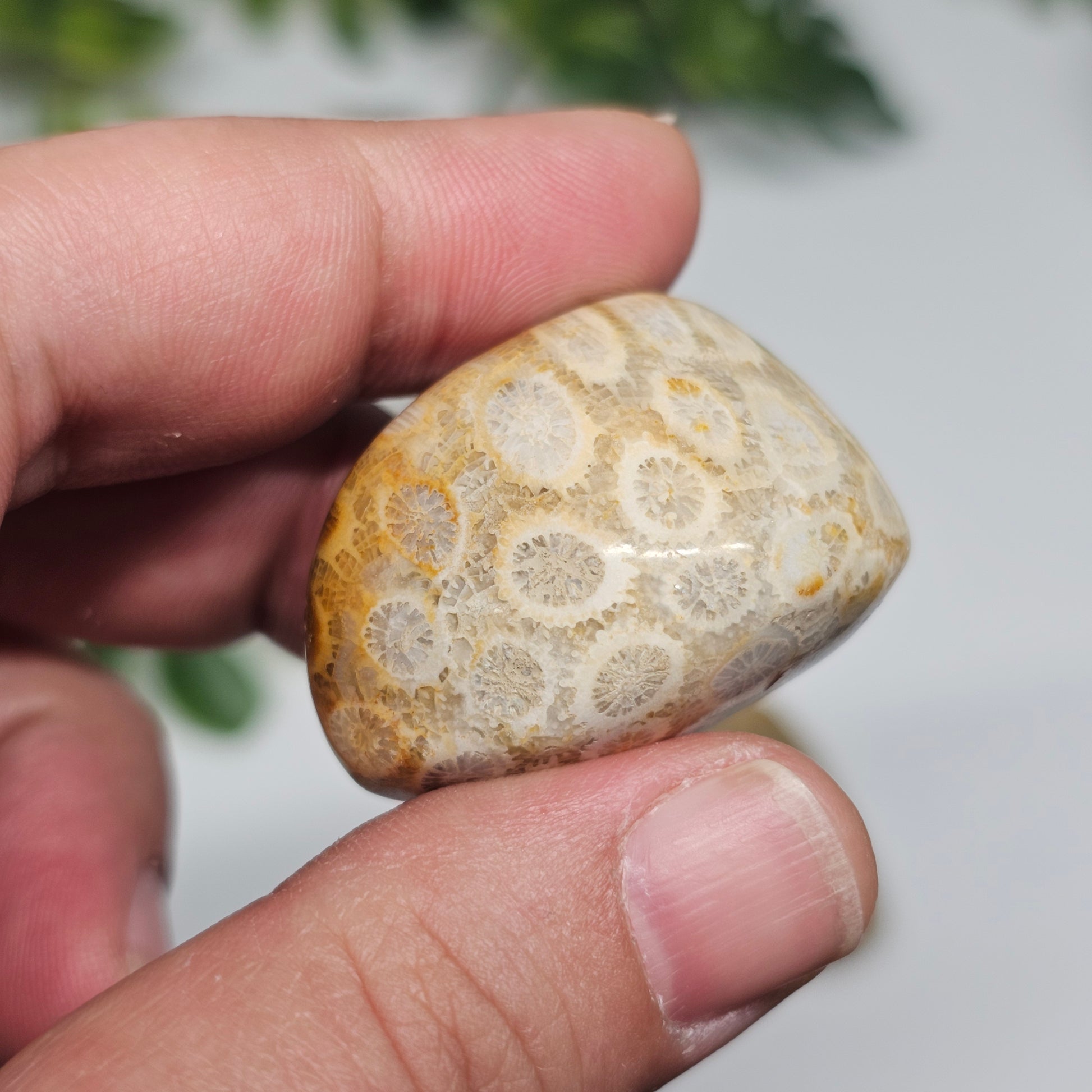 Handheld view of a Fossil Coral tumble stone featuring preserved coral structures and a smooth polished finish.