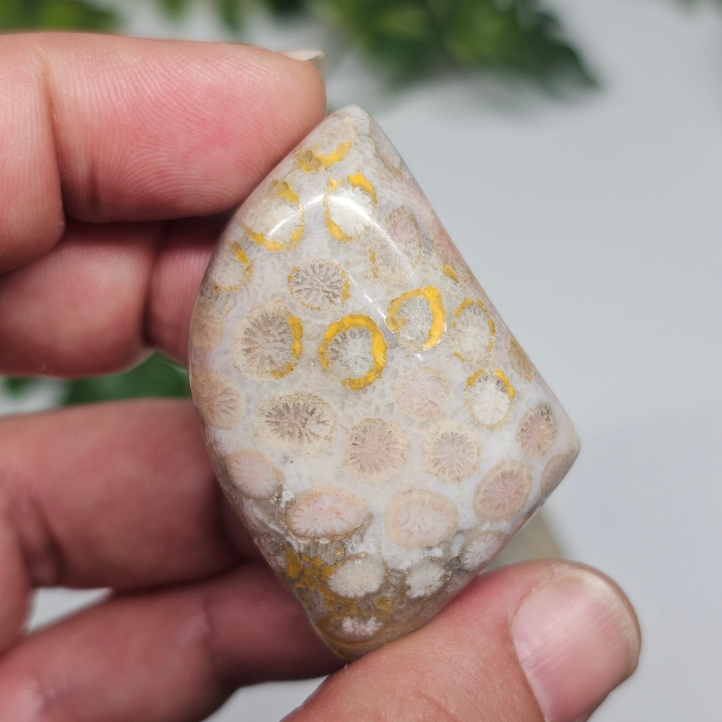 Fossil Coral tumble stone shown in hand for scale, displaying detailed fossilised coral patterns and natural earthy tones.