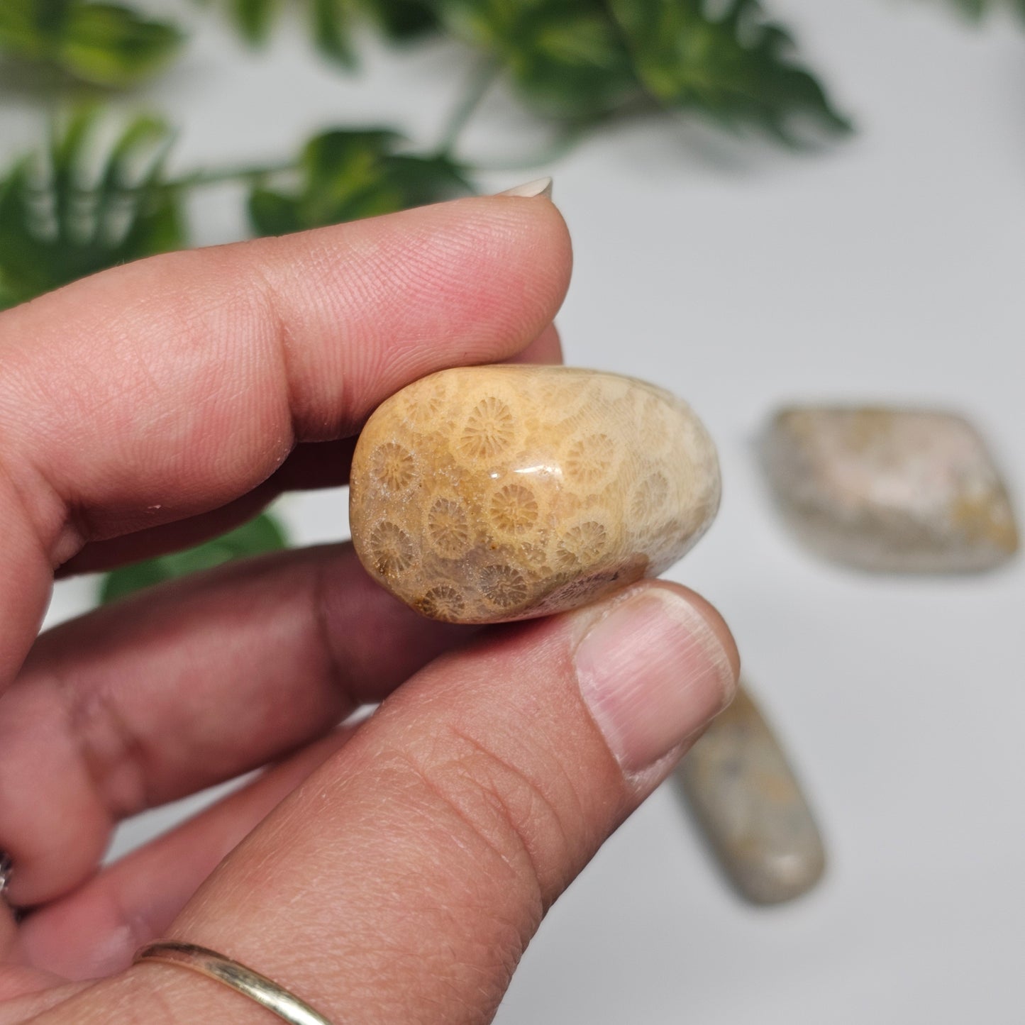 Close view of a Fossil Coral tumble stone held in hand, showcasing its unique flower-like fossil formations and polished appearance.