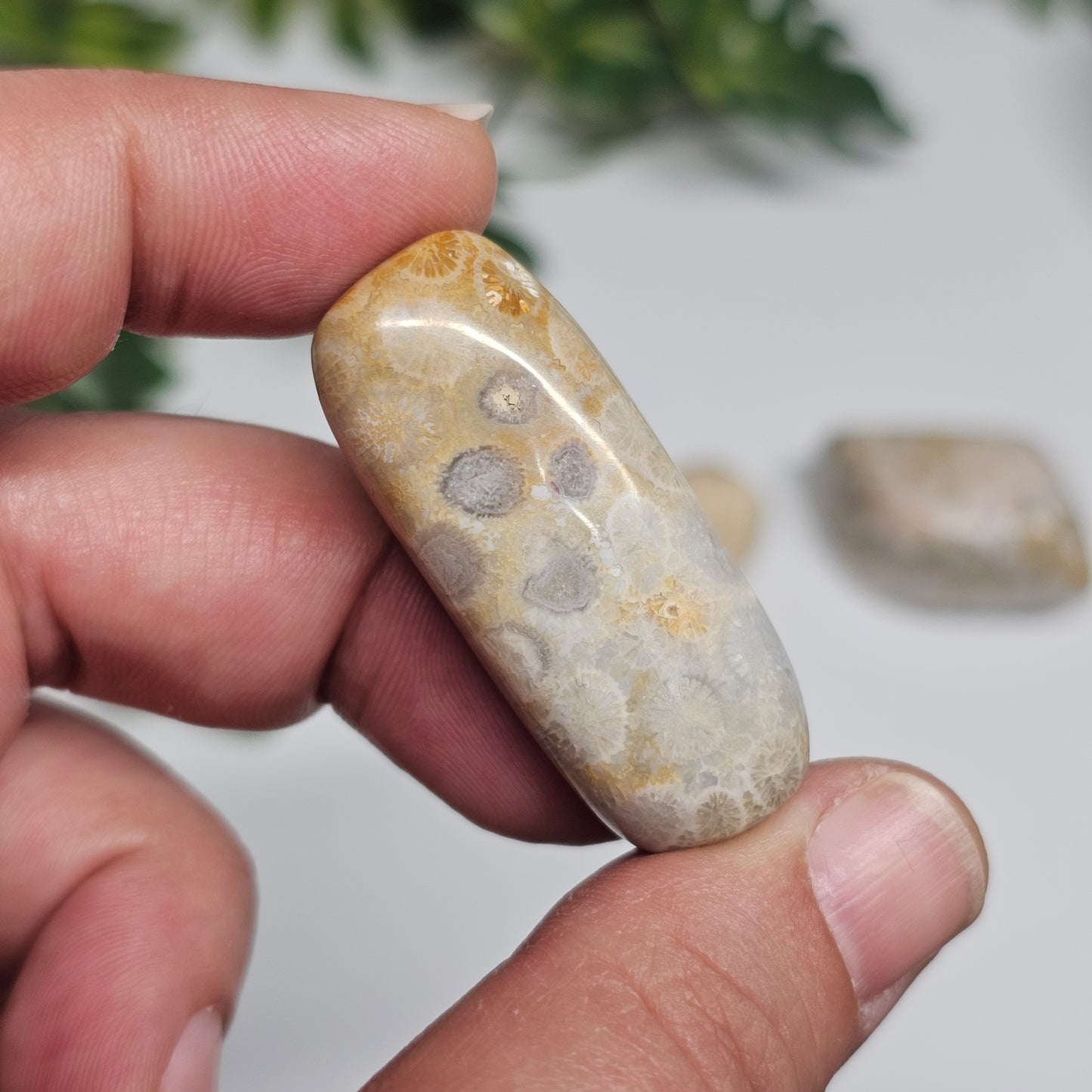 Individual Fossil Coral tumble stone photographed in hand, highlighting the natural fossil patterns created over millions of years.