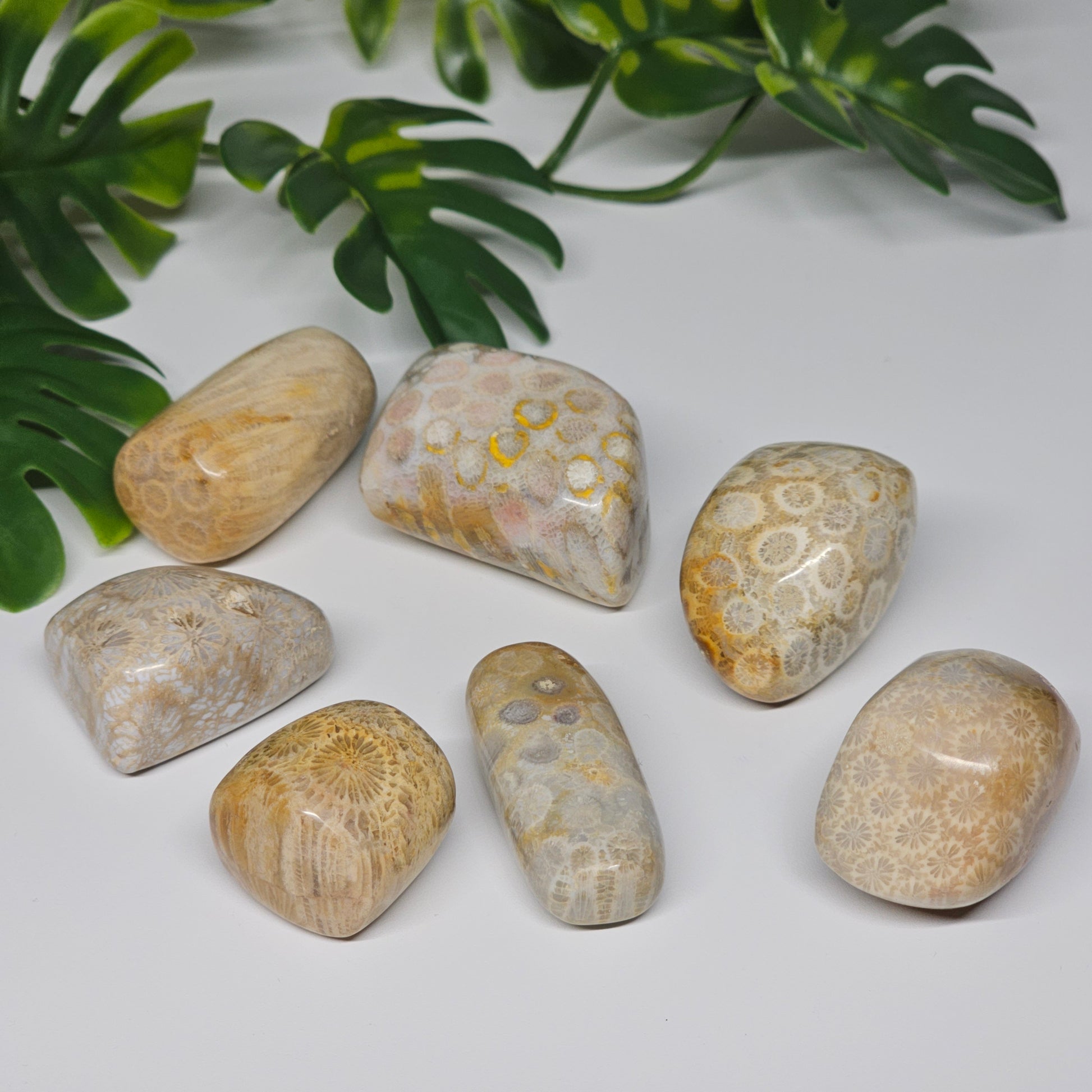 Fossil Coral tumble stones arranged on a flat surface, highlighting the variety of fossilised coral patterns and natural markings found in each piece.
