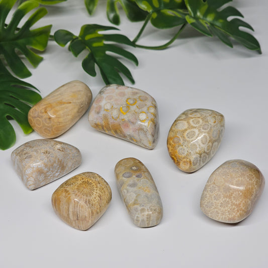 Fossil Coral tumble stones arranged on a flat surface, highlighting the variety of fossilised coral patterns and natural markings found in each piece.